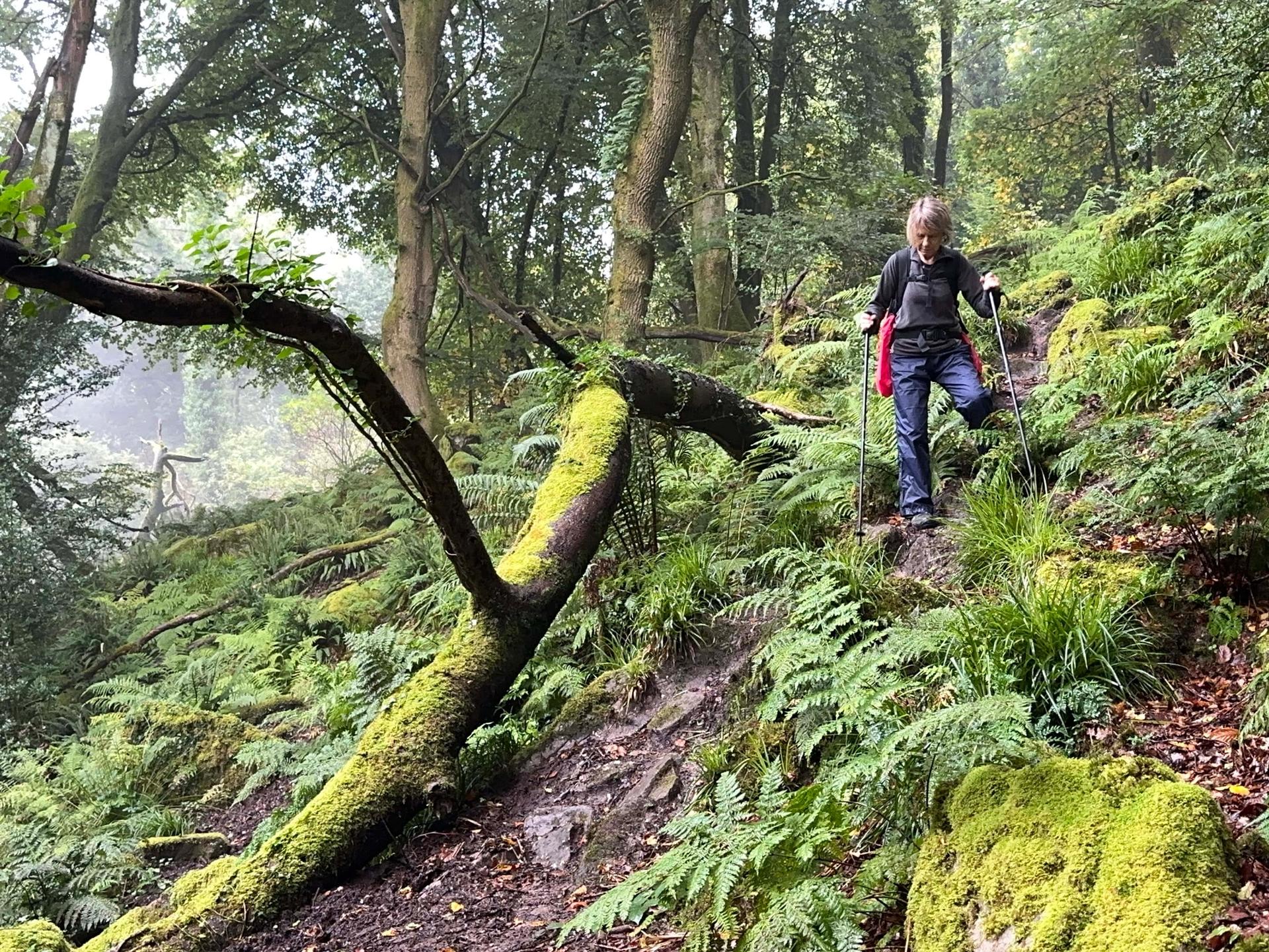 Walker descending woodland trail in the Wye Valley on the Offa’s Dyke Path walking holiday