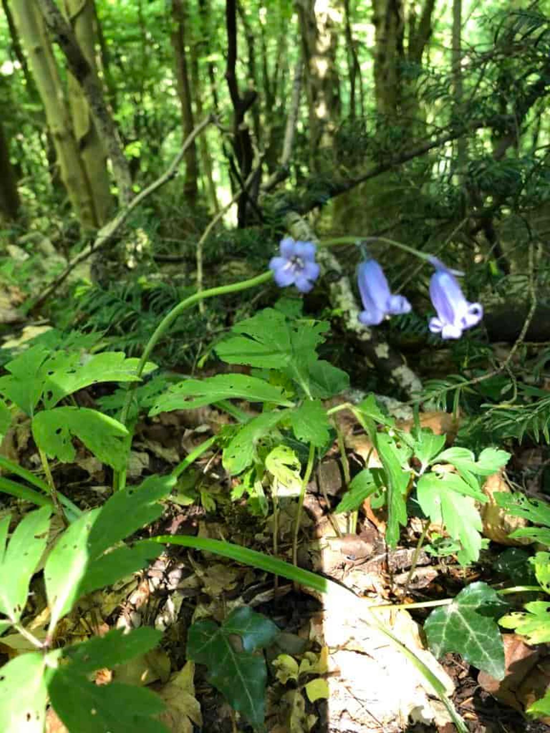 Bluebells in woodland on the Offa’s Dyke Path walking holiday