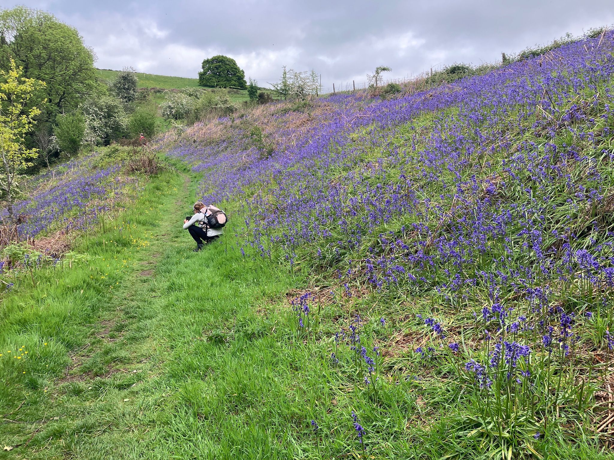 Walker photographing bluebells beside Offa’s Dyke Path