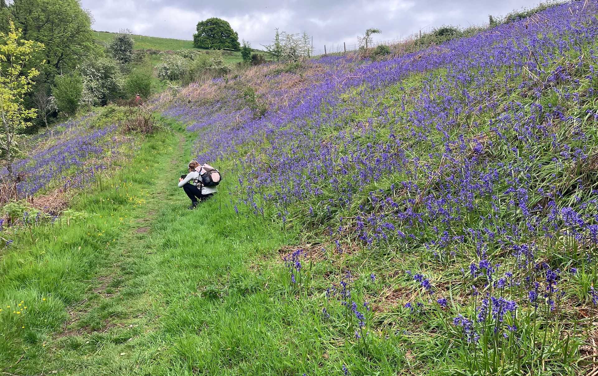 Walker photographing bluebells beside Offa’s Dyke Path
