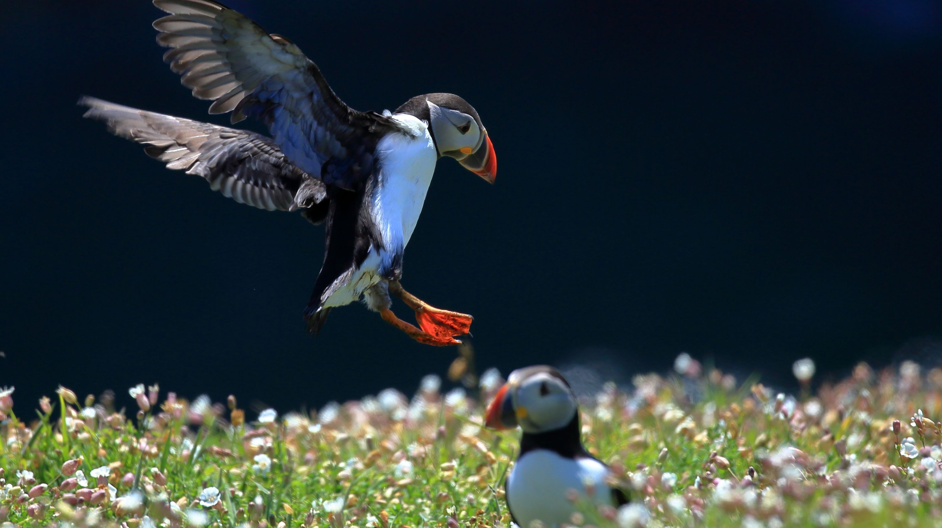 A puffin in flight with its wings spread wide, with another puffin standing in a field of small white and pink flowers in the foreground.