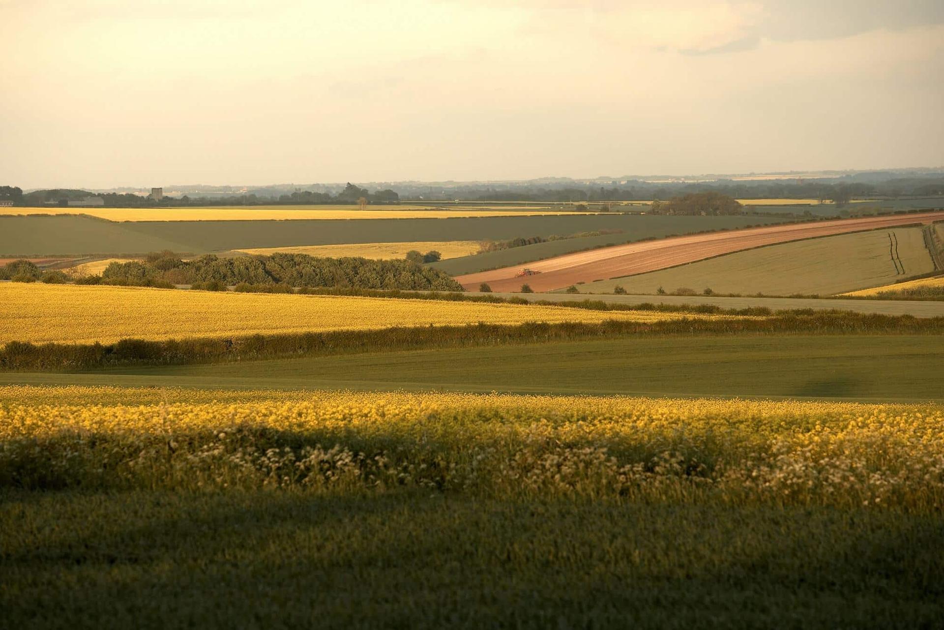 View over fields