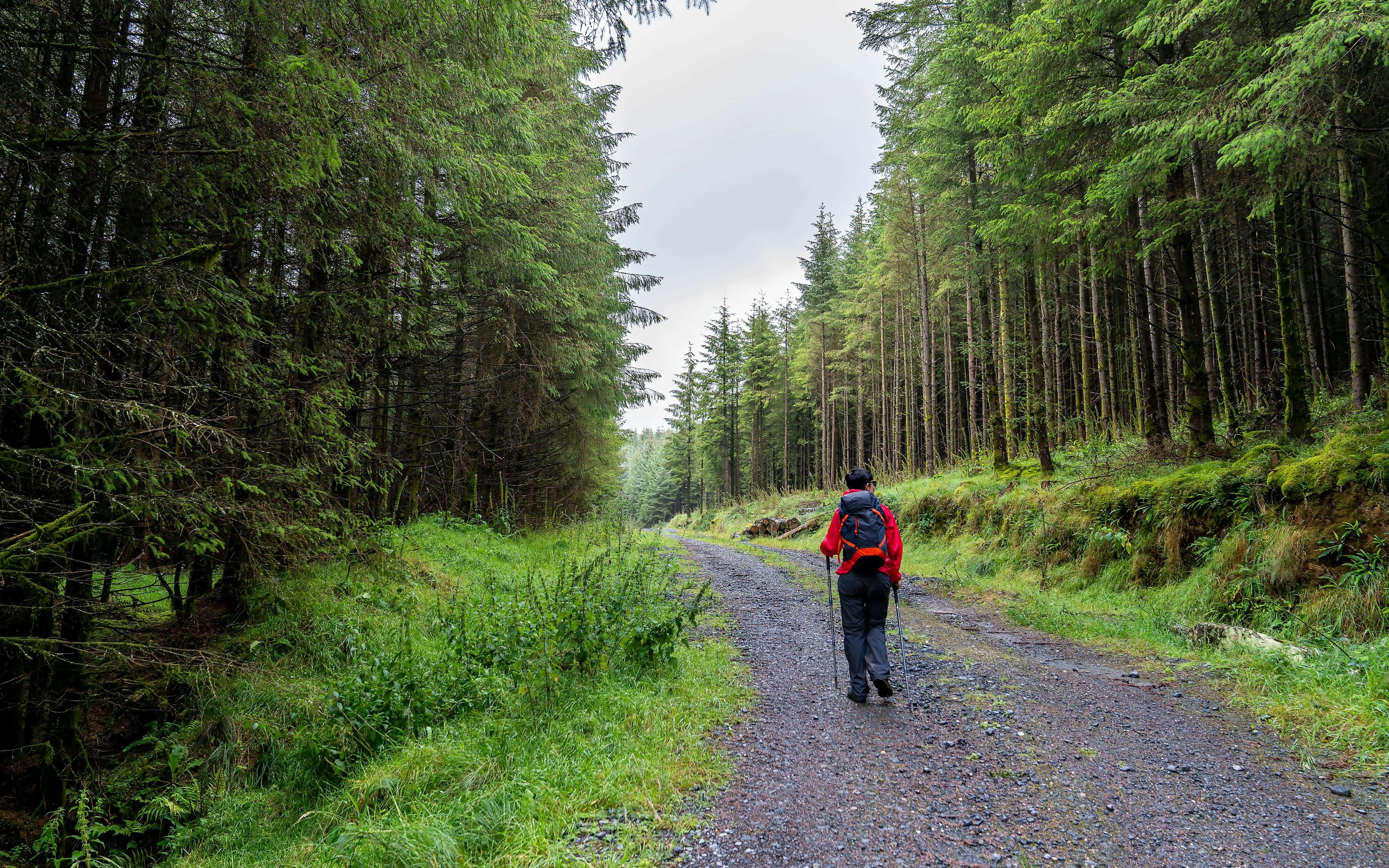 Walker along a wooded trail in Wicklow forest with sunlight filtering through trees