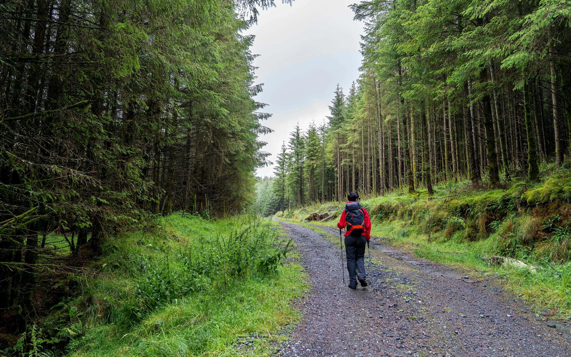 Walker along a wooded trail in Wicklow forest with sunlight filtering through trees