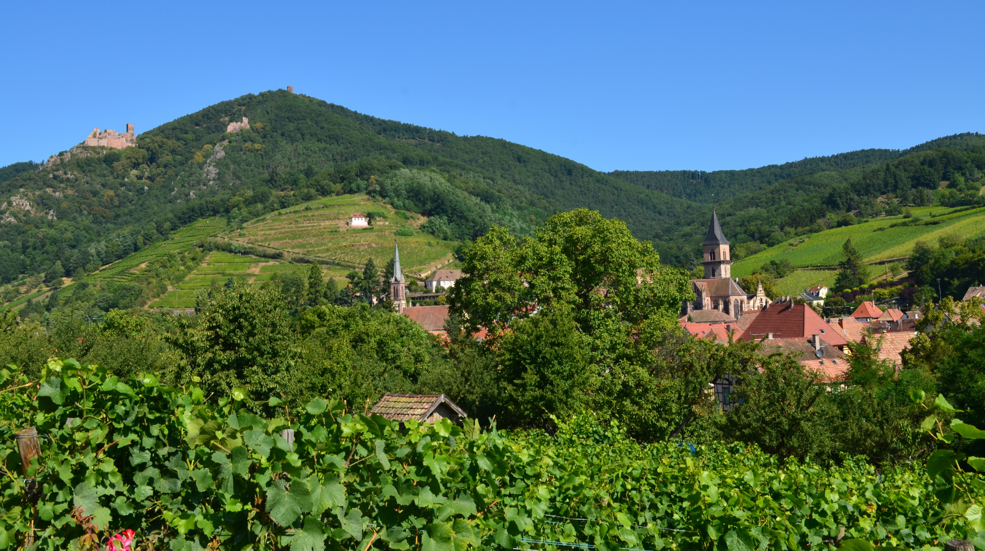 Ribeauvillé surrounded by vineyards beneath the Three Castles of Ribeauvillé