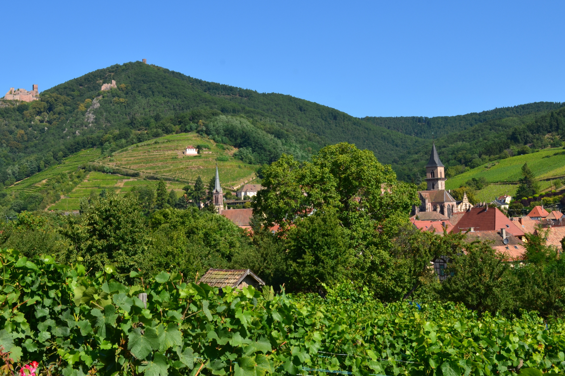Ribeauvillé surrounded by vineyards beneath the Three Castles of Ribeauvillé