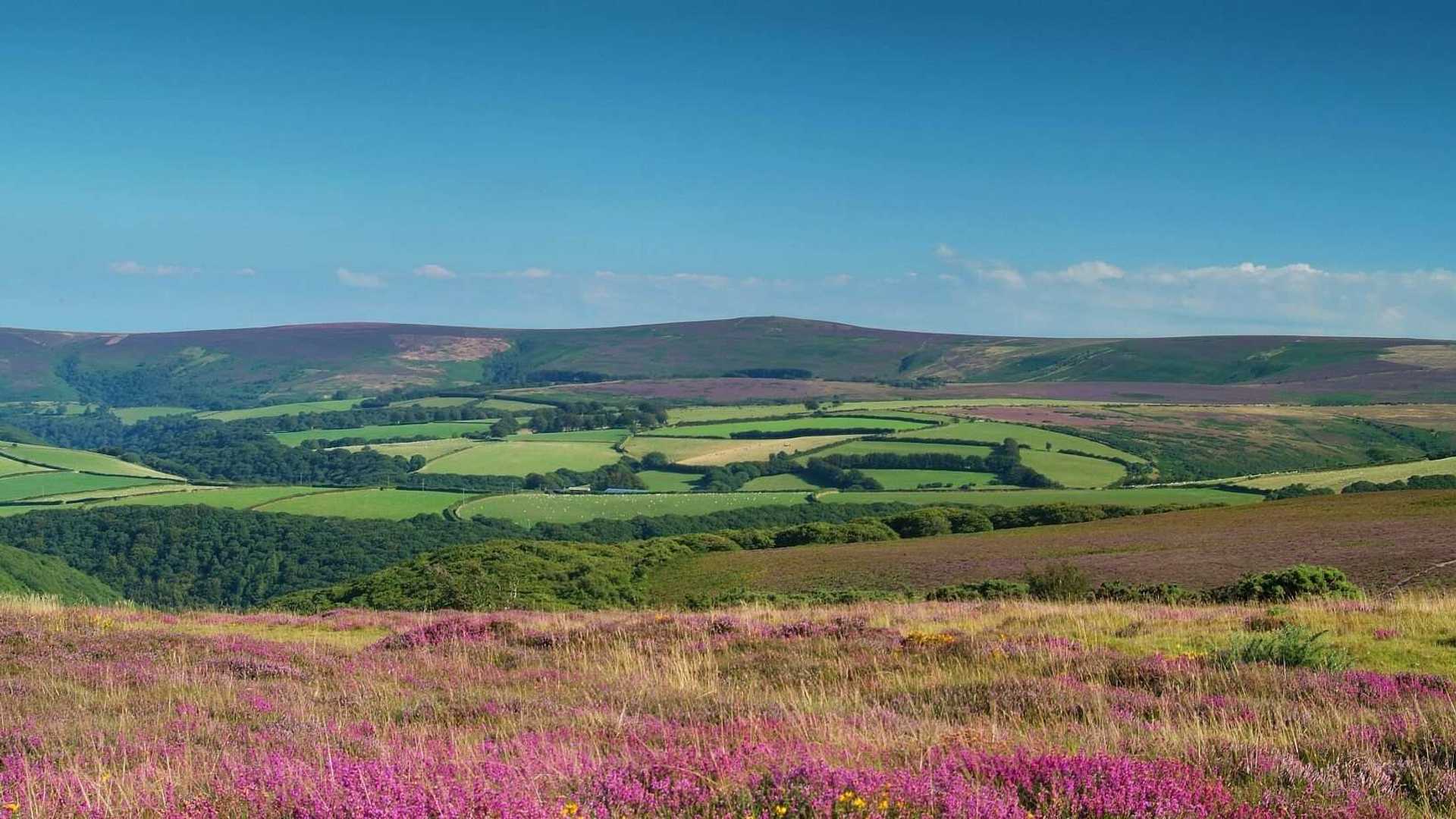 Heather Covered Hills