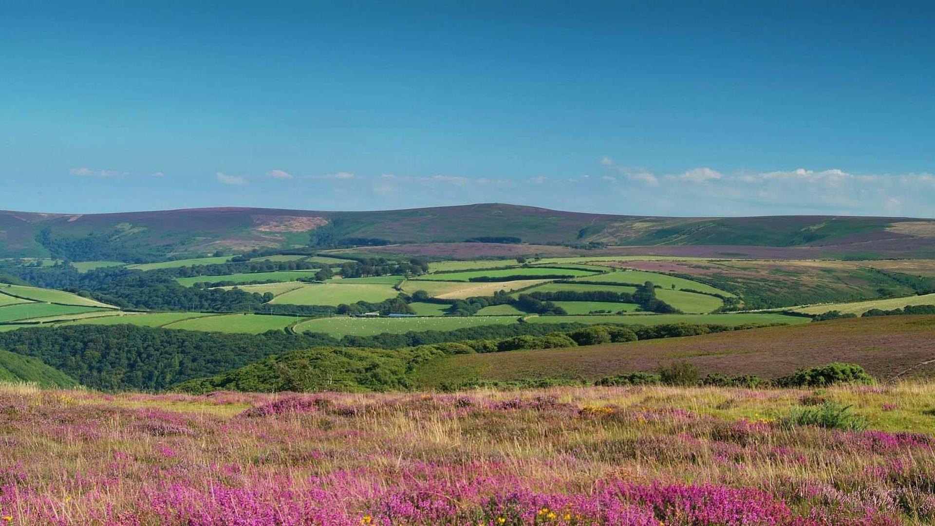 Heather Covered Hills