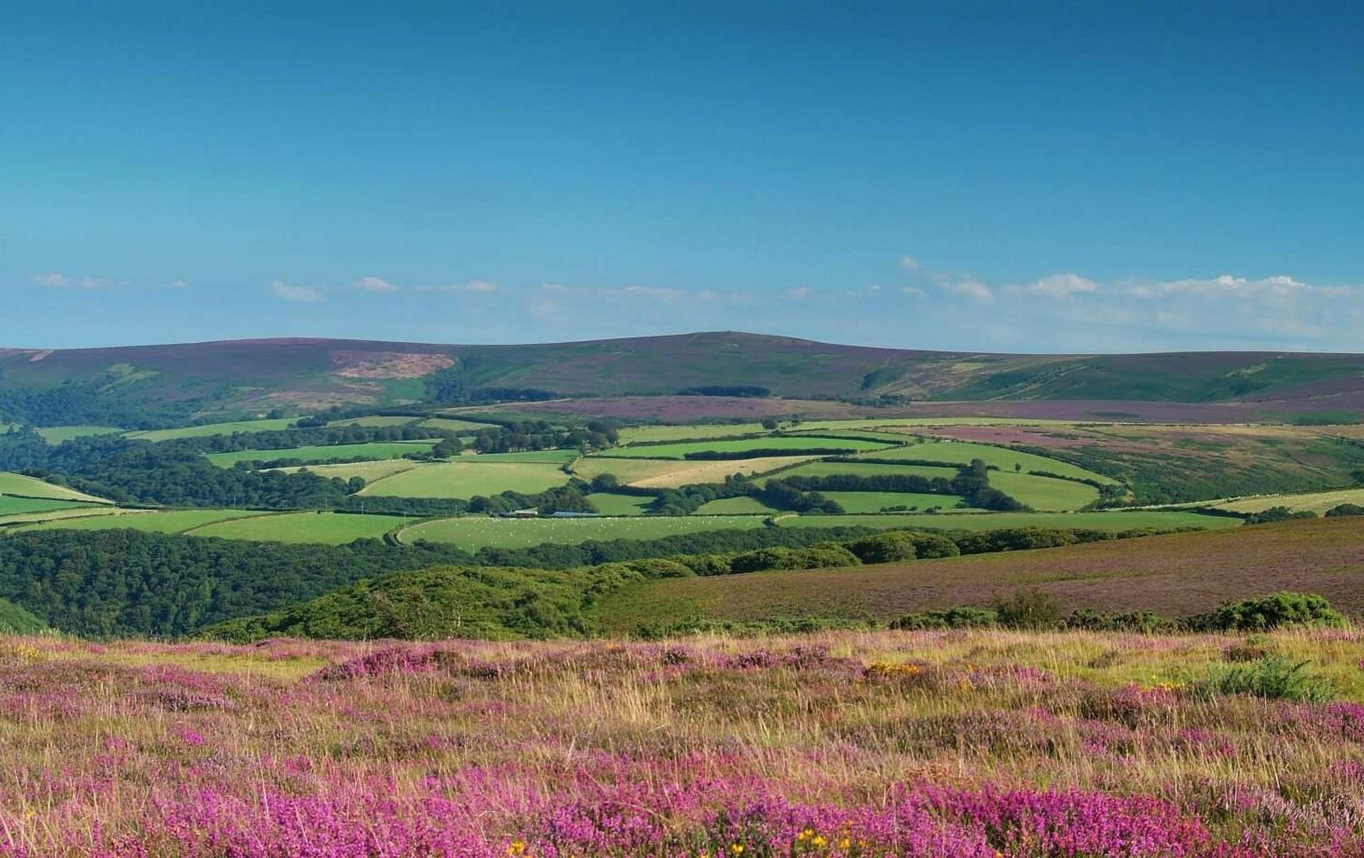 Heather Covered Hills