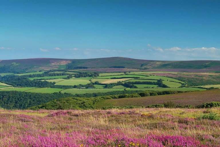 Heather Covered Hills