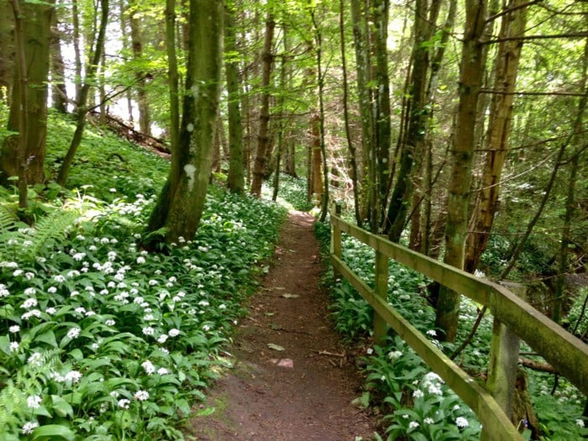 Woodland path