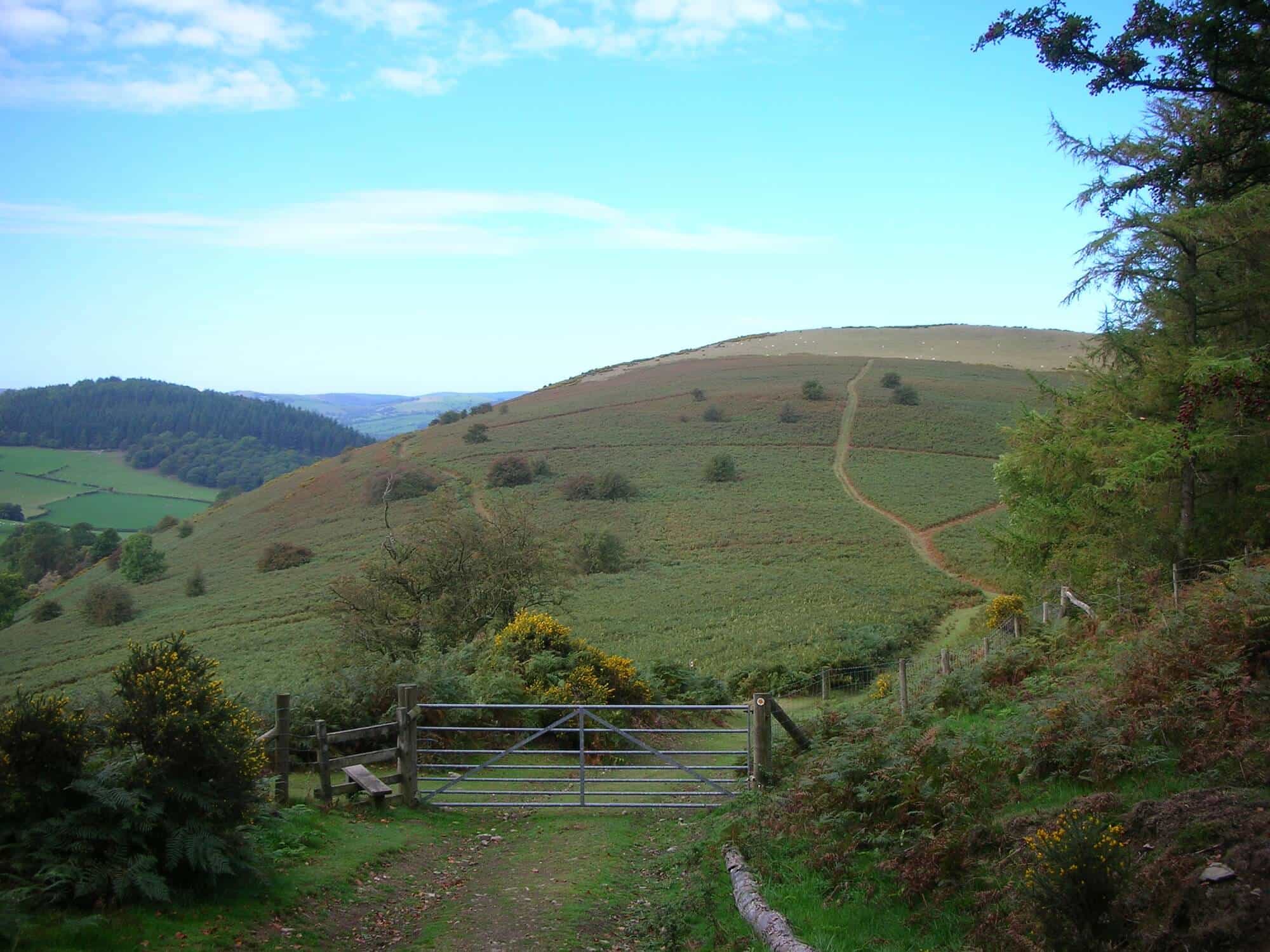 Following the dyke line over open hills near Knighton on the Offa’s Dyke Path walking holiday