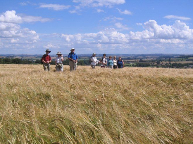 Walkers in field