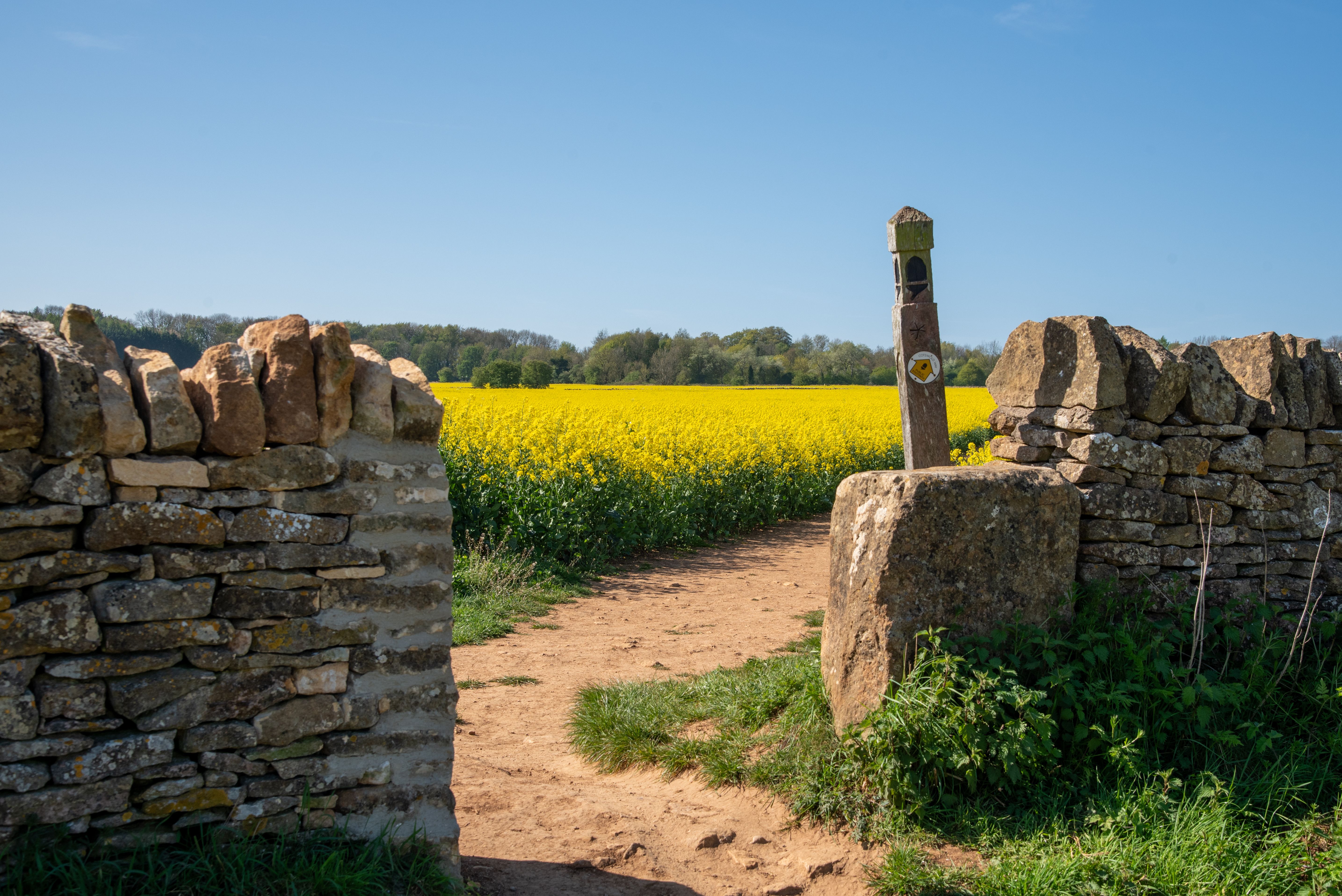 Cotswold Way waymarker beside a dry-stone wall and flowering field.