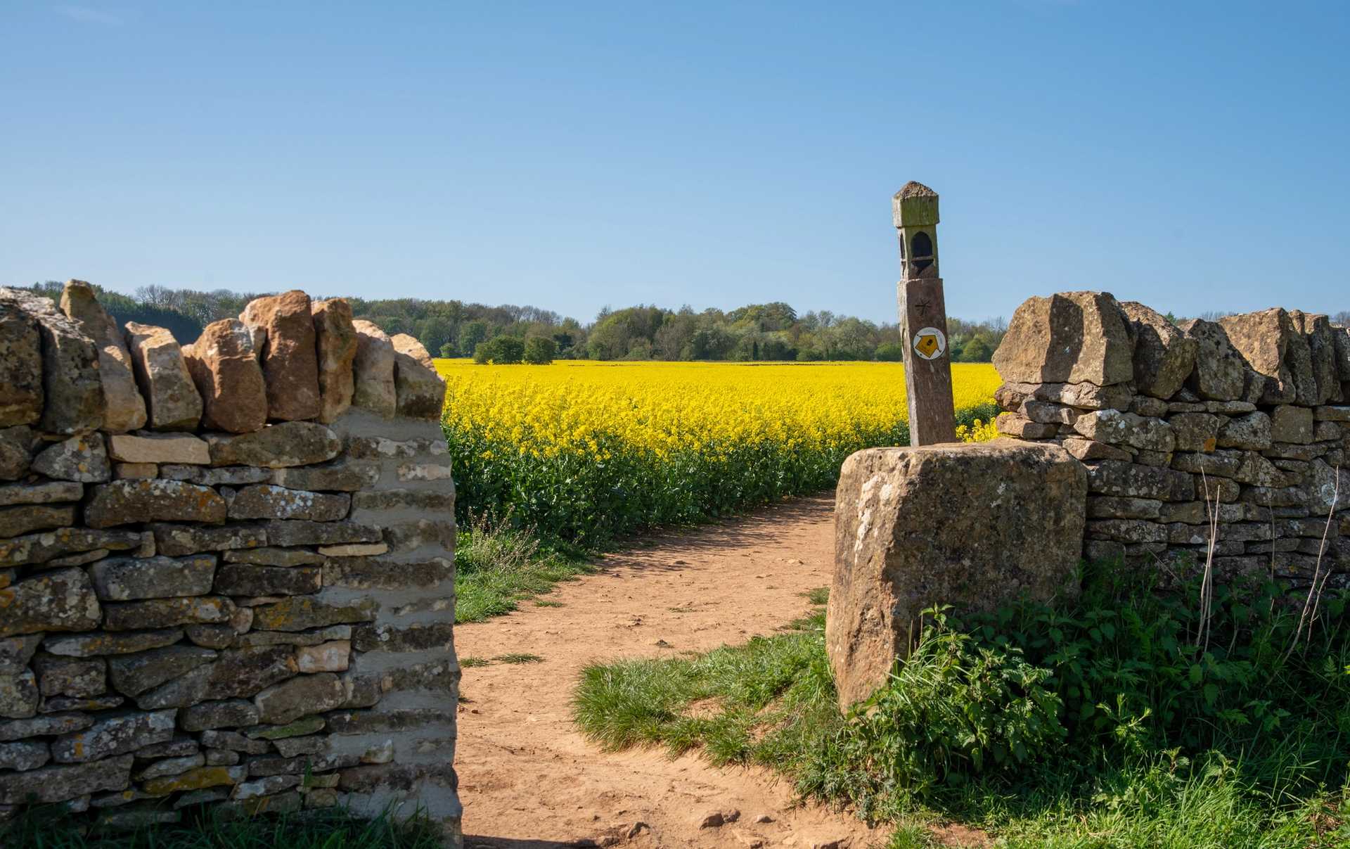 Cotswold Way waymarker beside a dry-stone wall and flowering field.