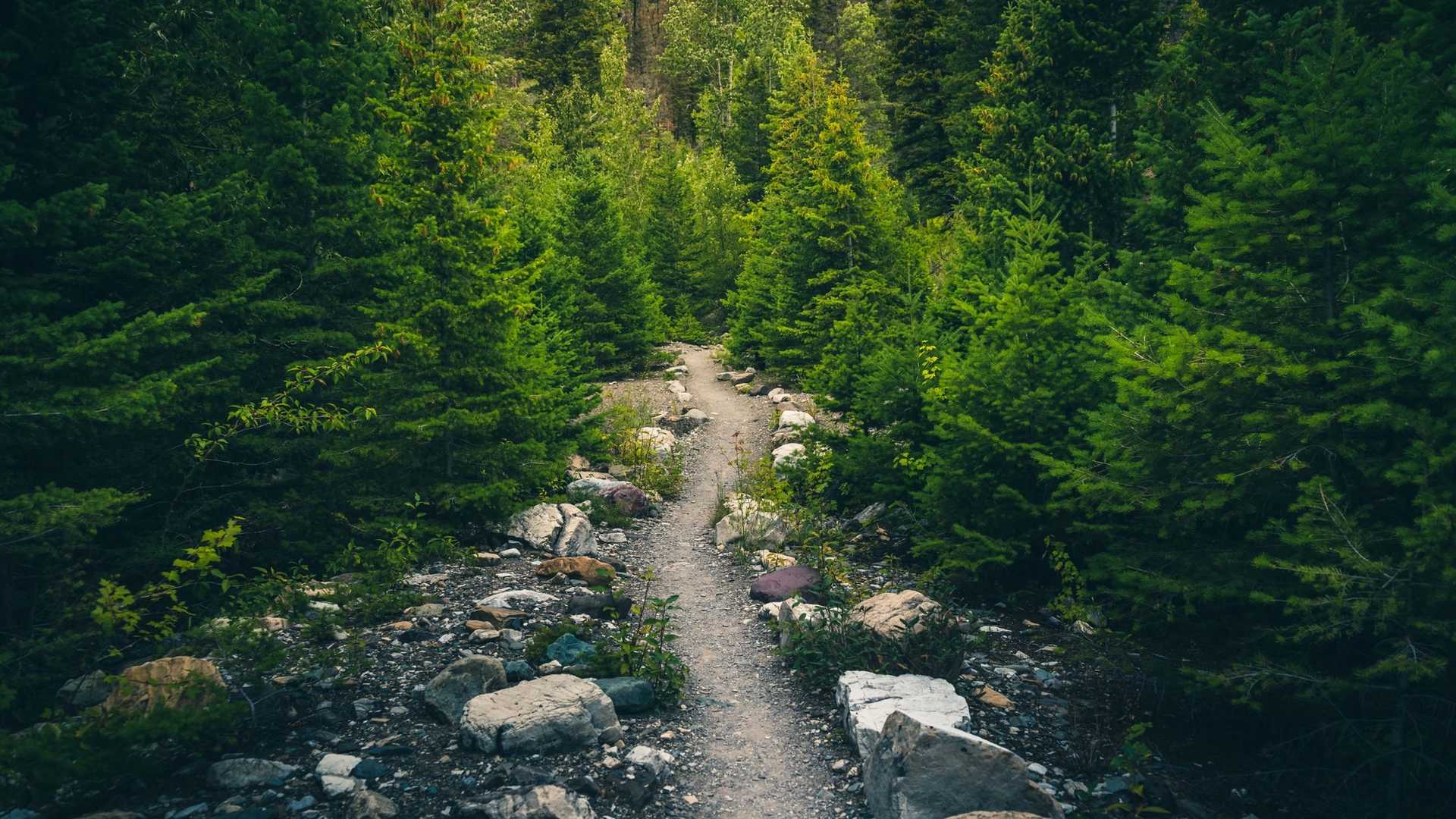A narrow dirt path winds through a dense forest of pine trees, with rocks and greenery lining the sides.