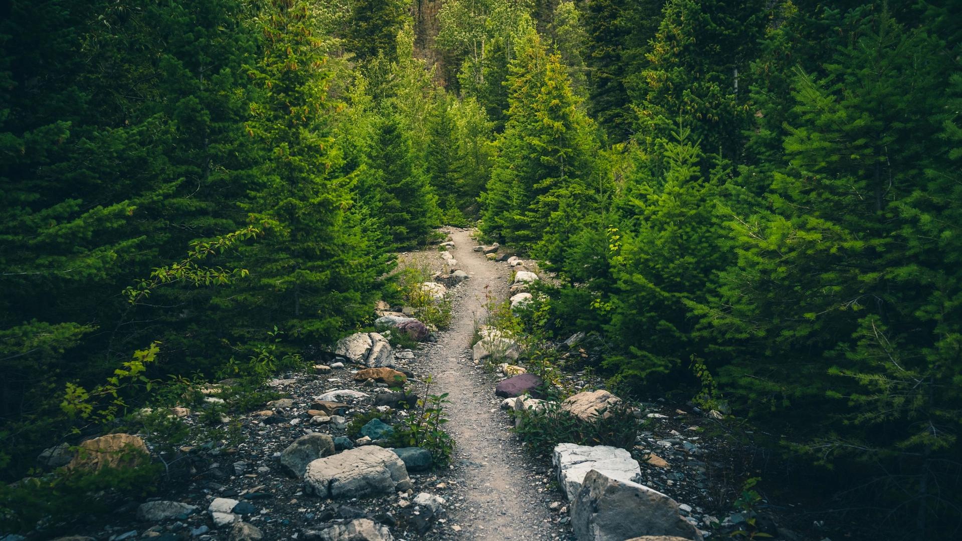 A narrow dirt path winds through a dense forest of pine trees, with rocks and greenery lining the sides.