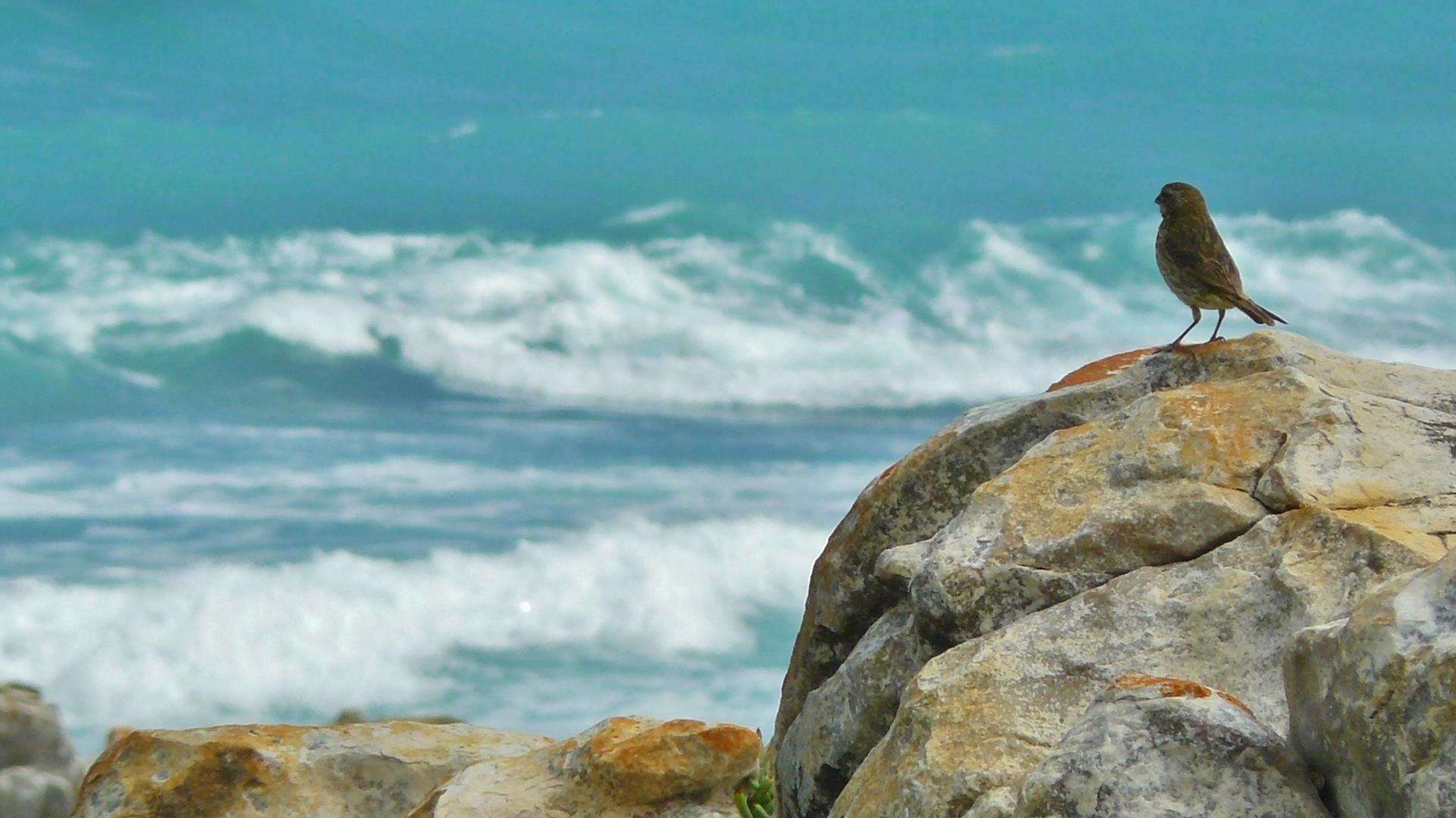 A small brown bird stands on a large rock overlooking the choppy blue ocean.