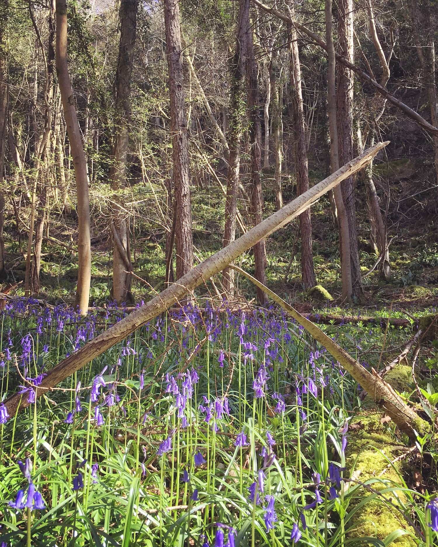 Wye Valley Woods Bluebells