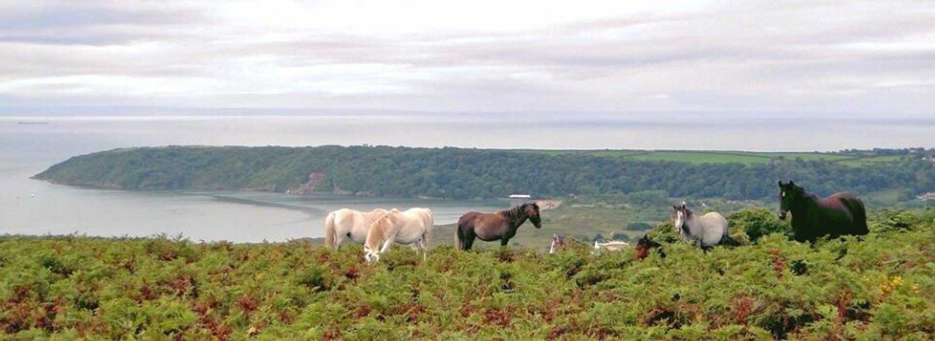Ponies-Oxwich-Bay-Gower-Coast-Path