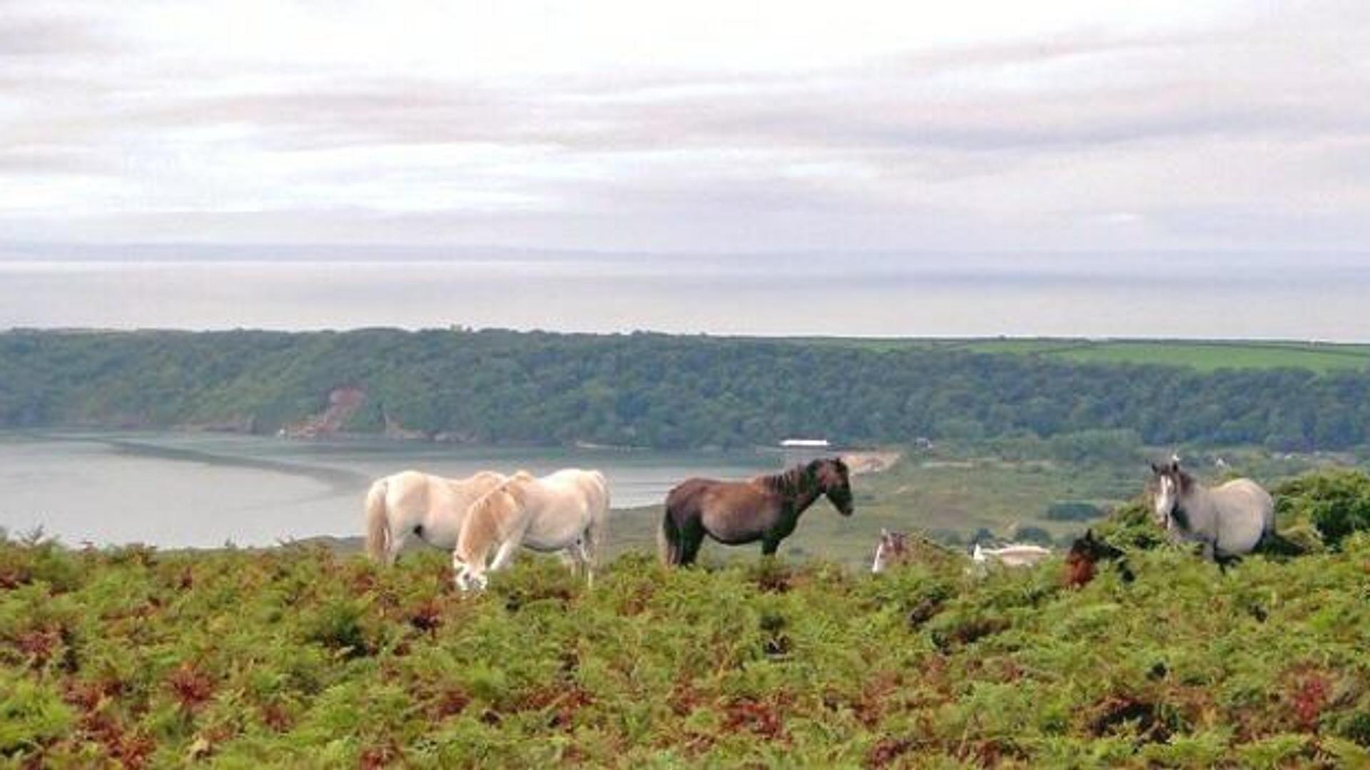 Ponies Oxwich Bay Gower Coast Path
