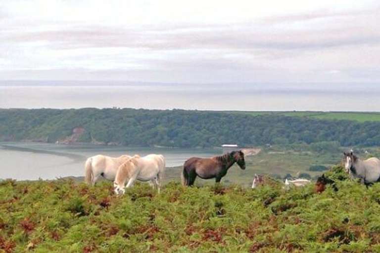 Ponies Oxwich Bay Gower Coast Path