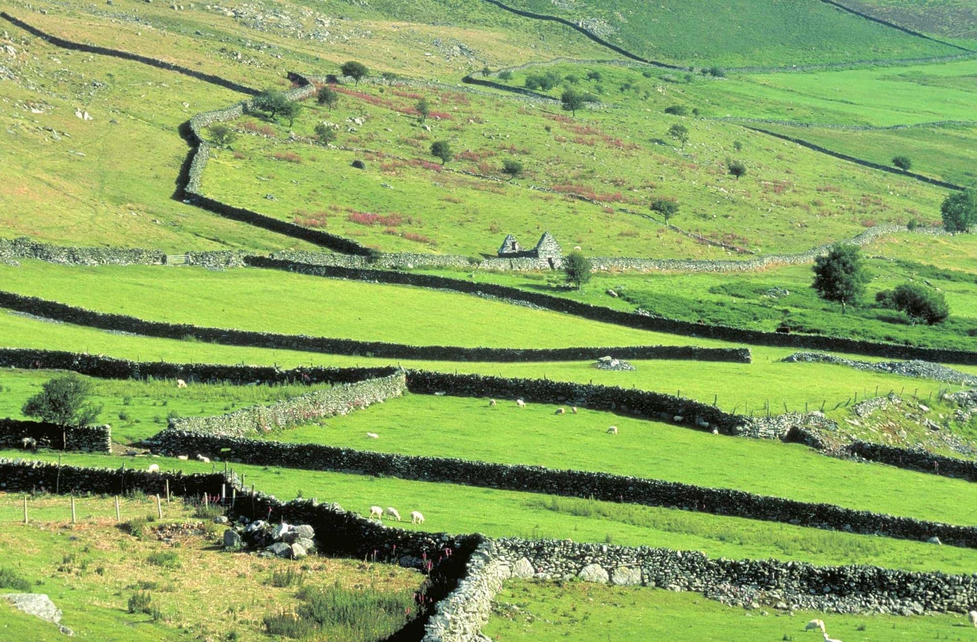 image of Welsh countryside walking sheep and fields