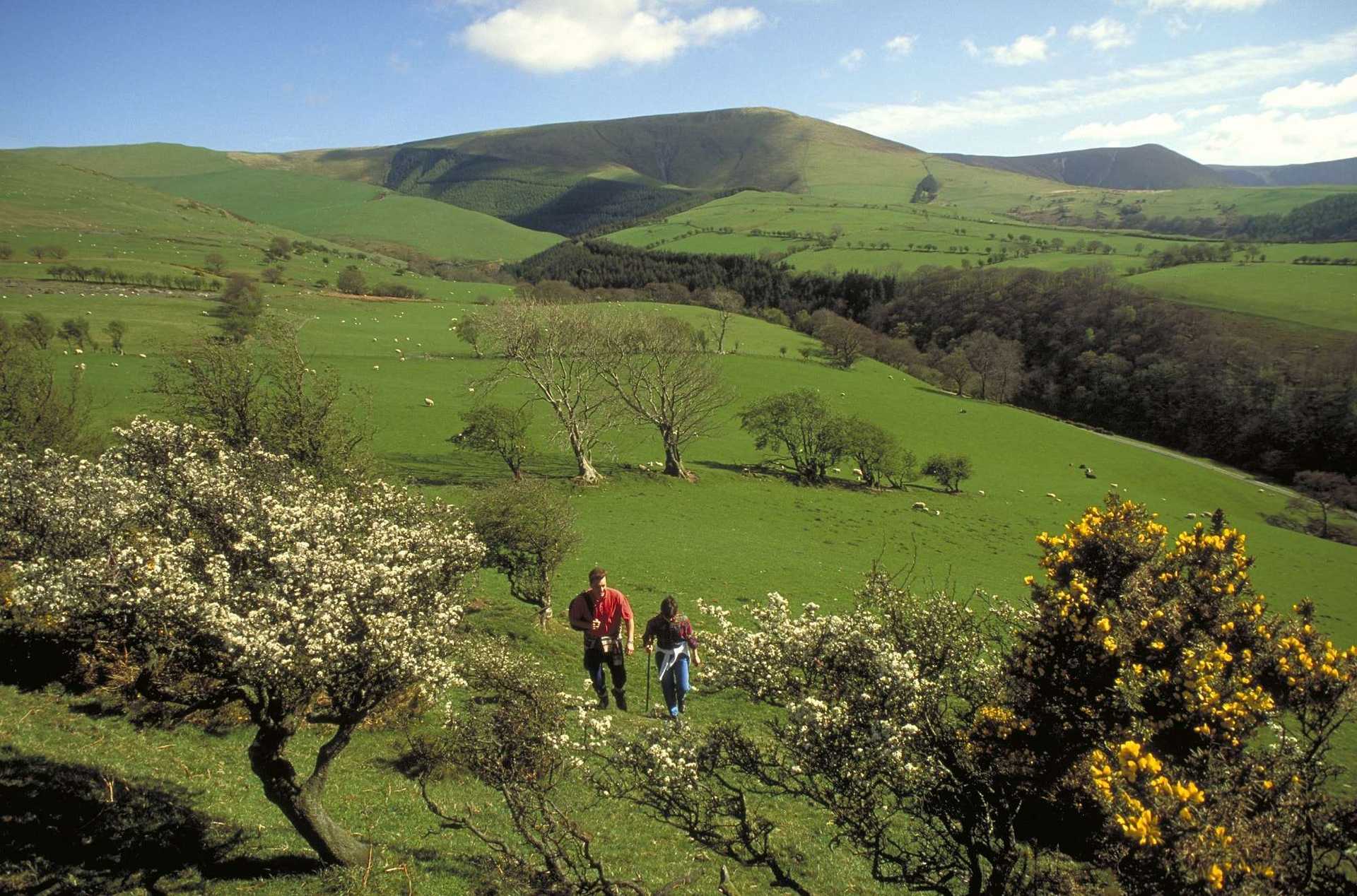 Meirionnydd Walking through fields
