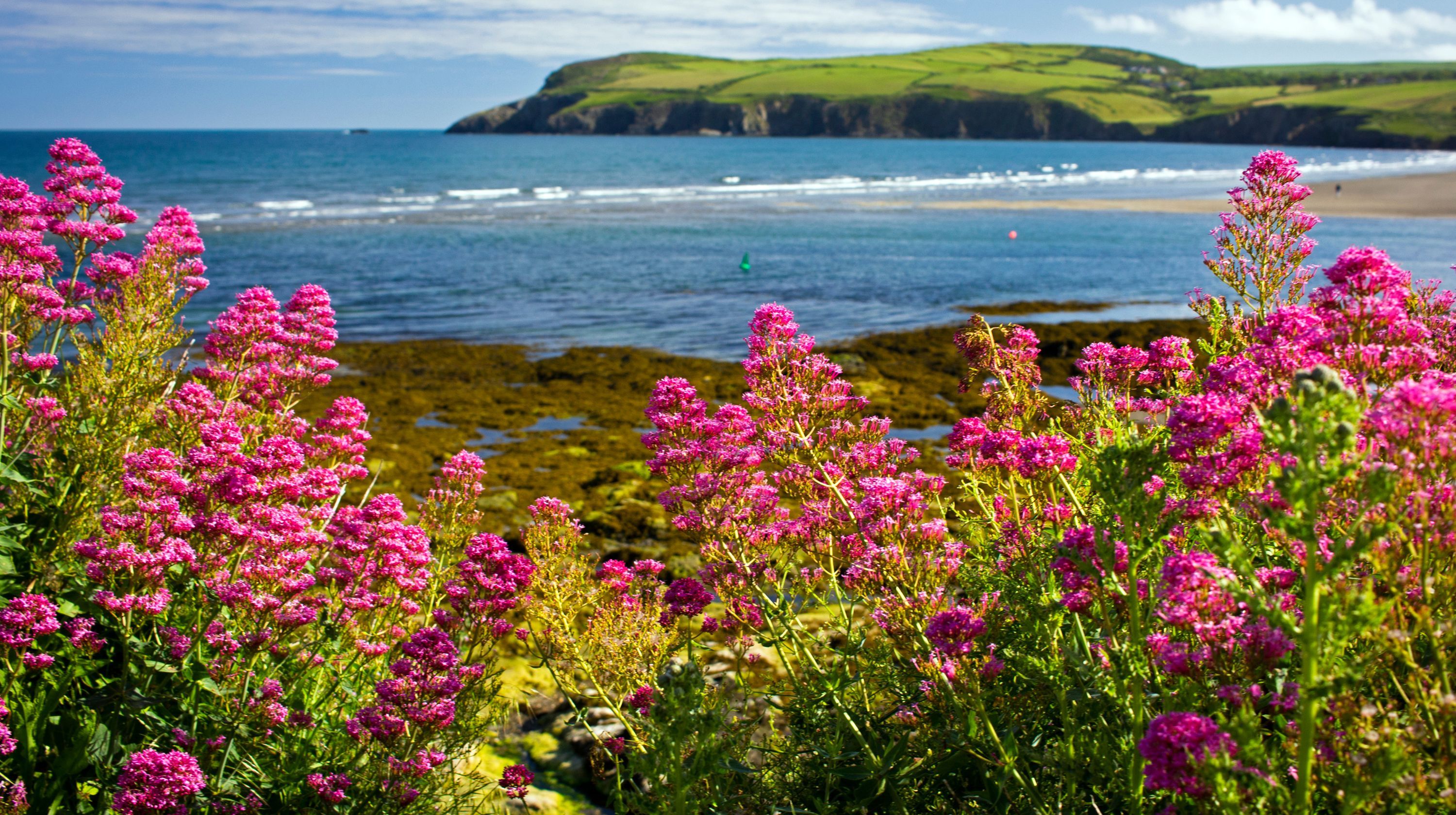 A close-up of pink flowers in the foreground with a beach, ocean, and green hills in the background.
