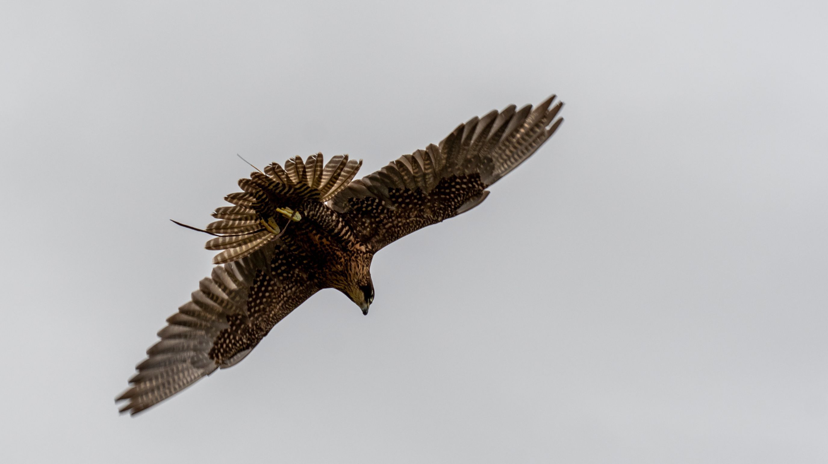 A bird of prey with its wings spread wide, diving downwards against a pale grey sky. A small tracking device is visible on its back.