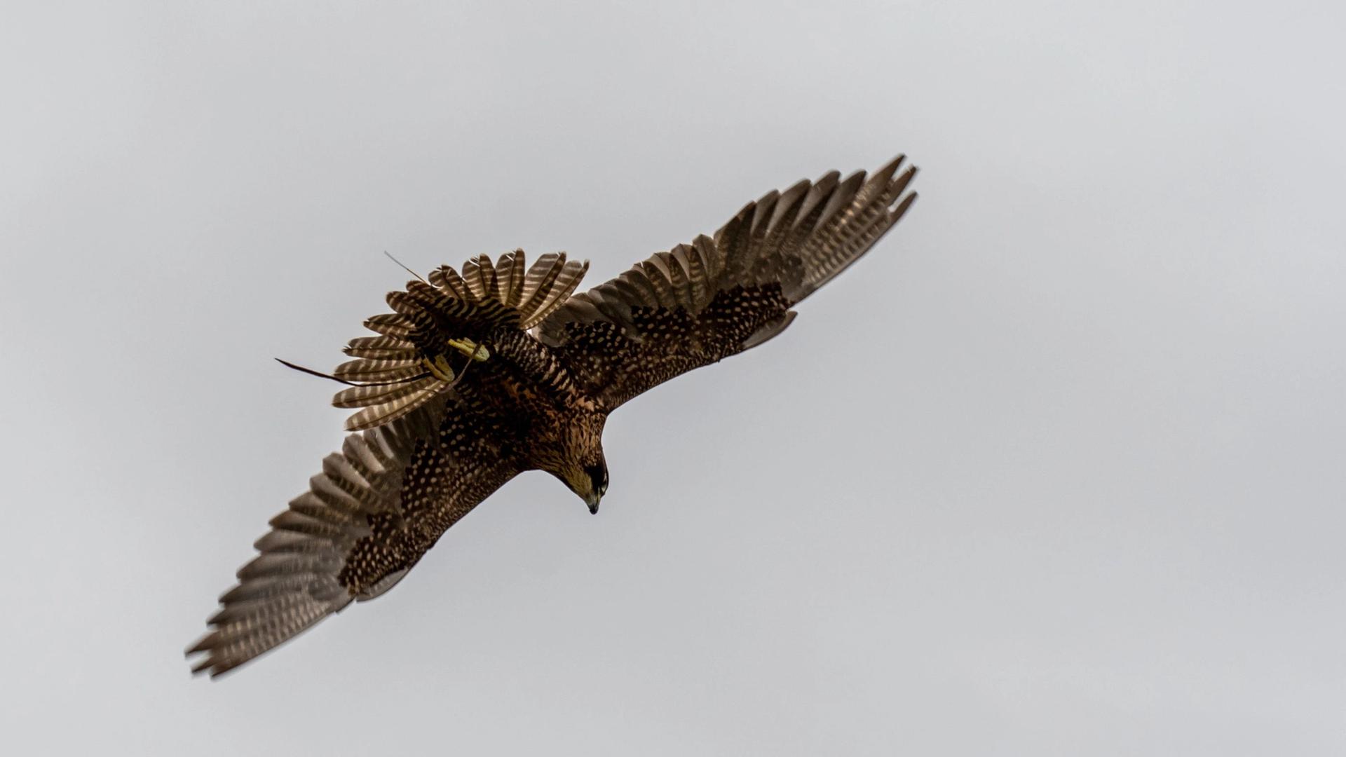 A bird of prey with its wings spread wide, diving downwards against a pale grey sky. A small tracking device is visible on its back.