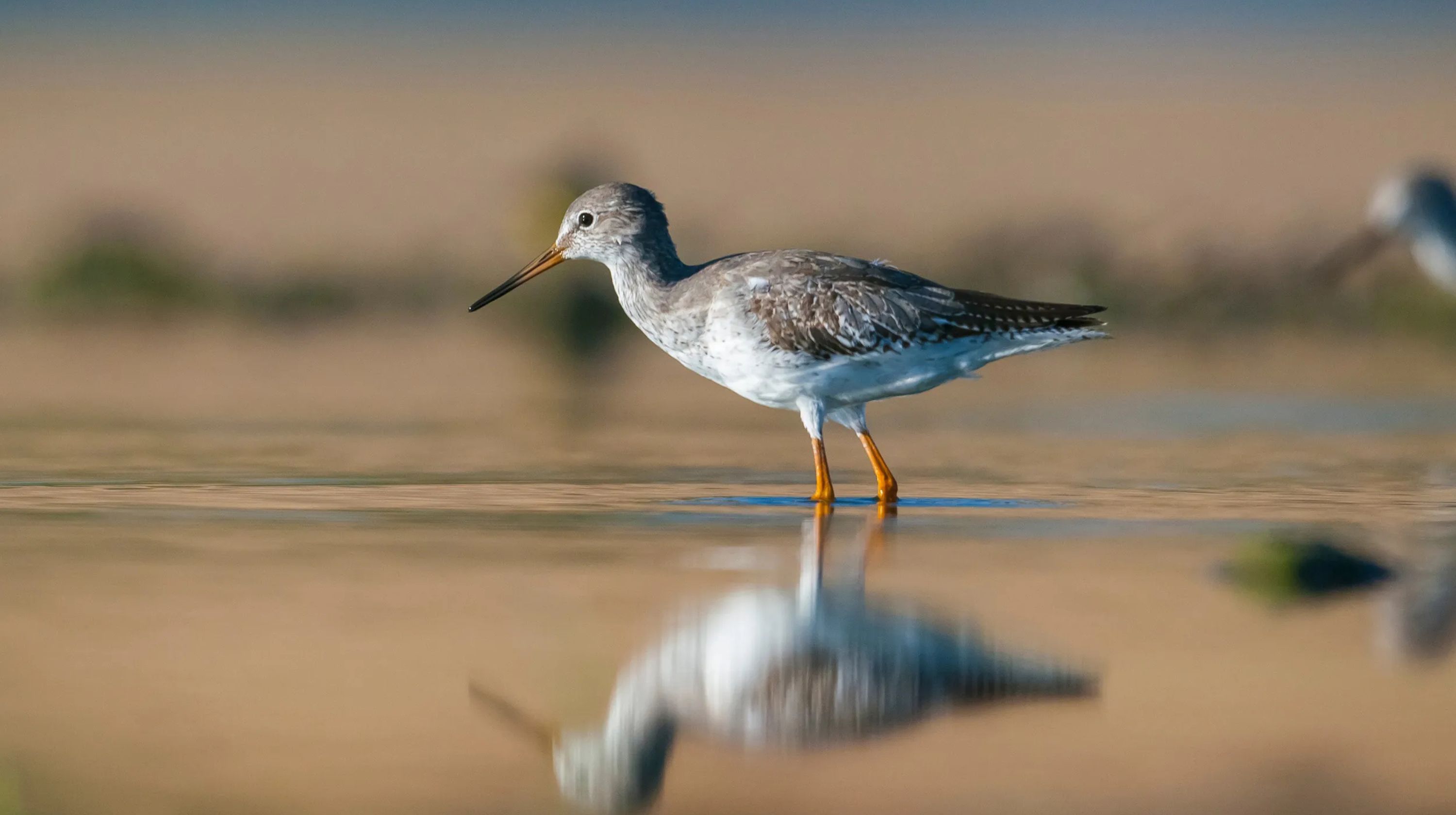 Common redshank bird in winter plumage, stood in shallow water 