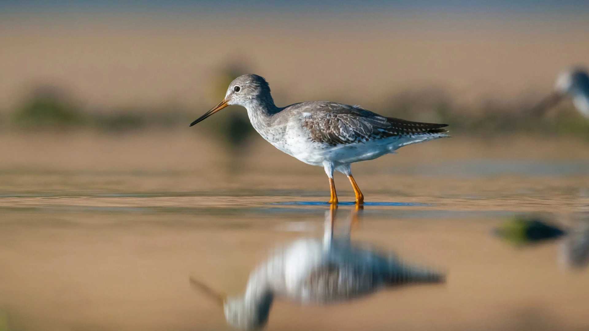 Common redshank bird in winter plumage, stood in shallow water