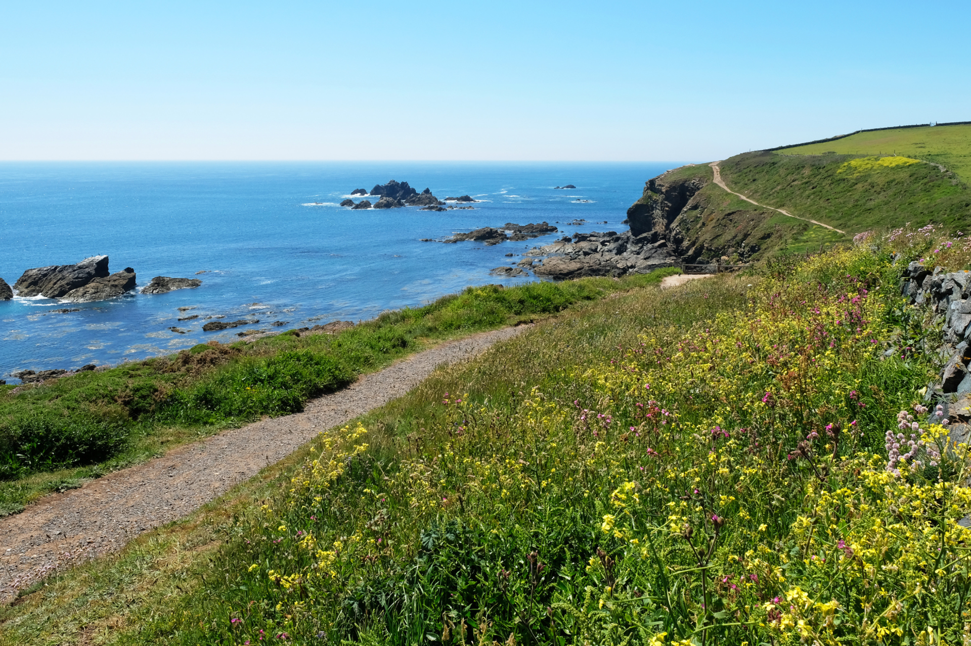 Spring flowers on the Isle of Wight coastal path
