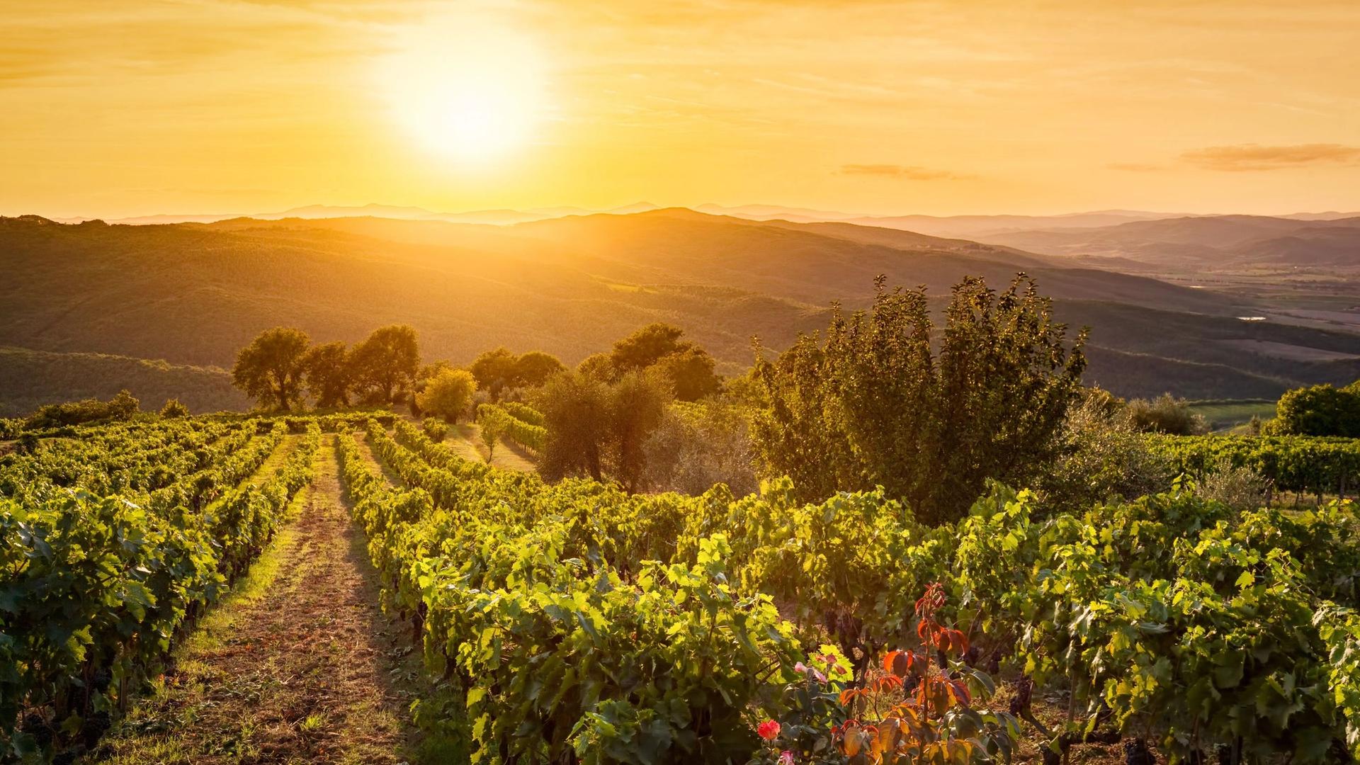 A vineyard in the Tuscan countryside bathed in the warm glow of a setting sun.