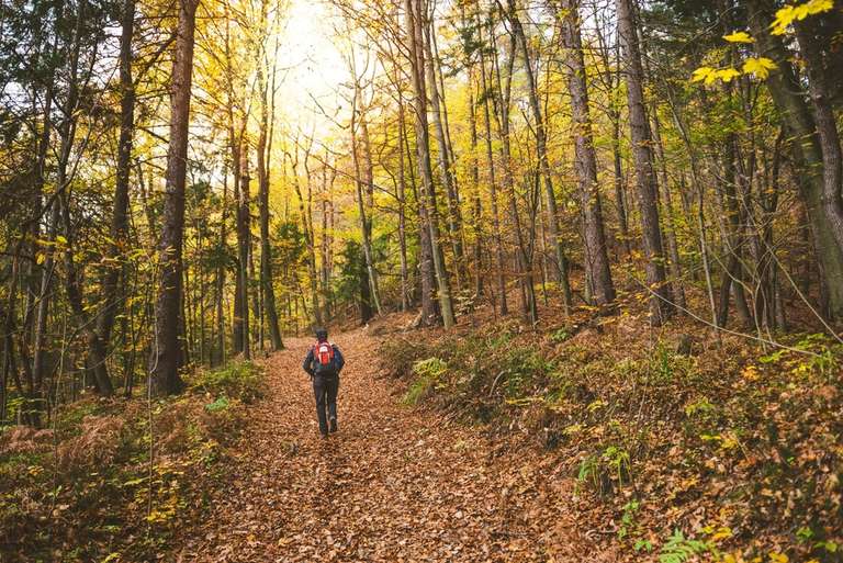 Man walking in the woods