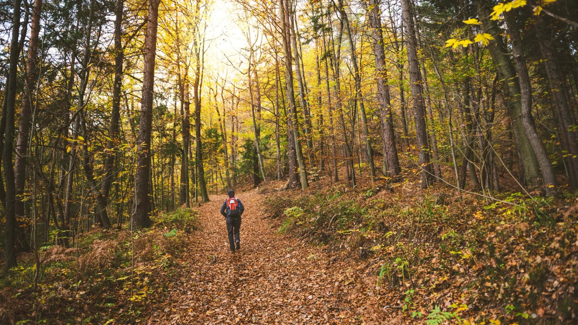Man walking in the woods