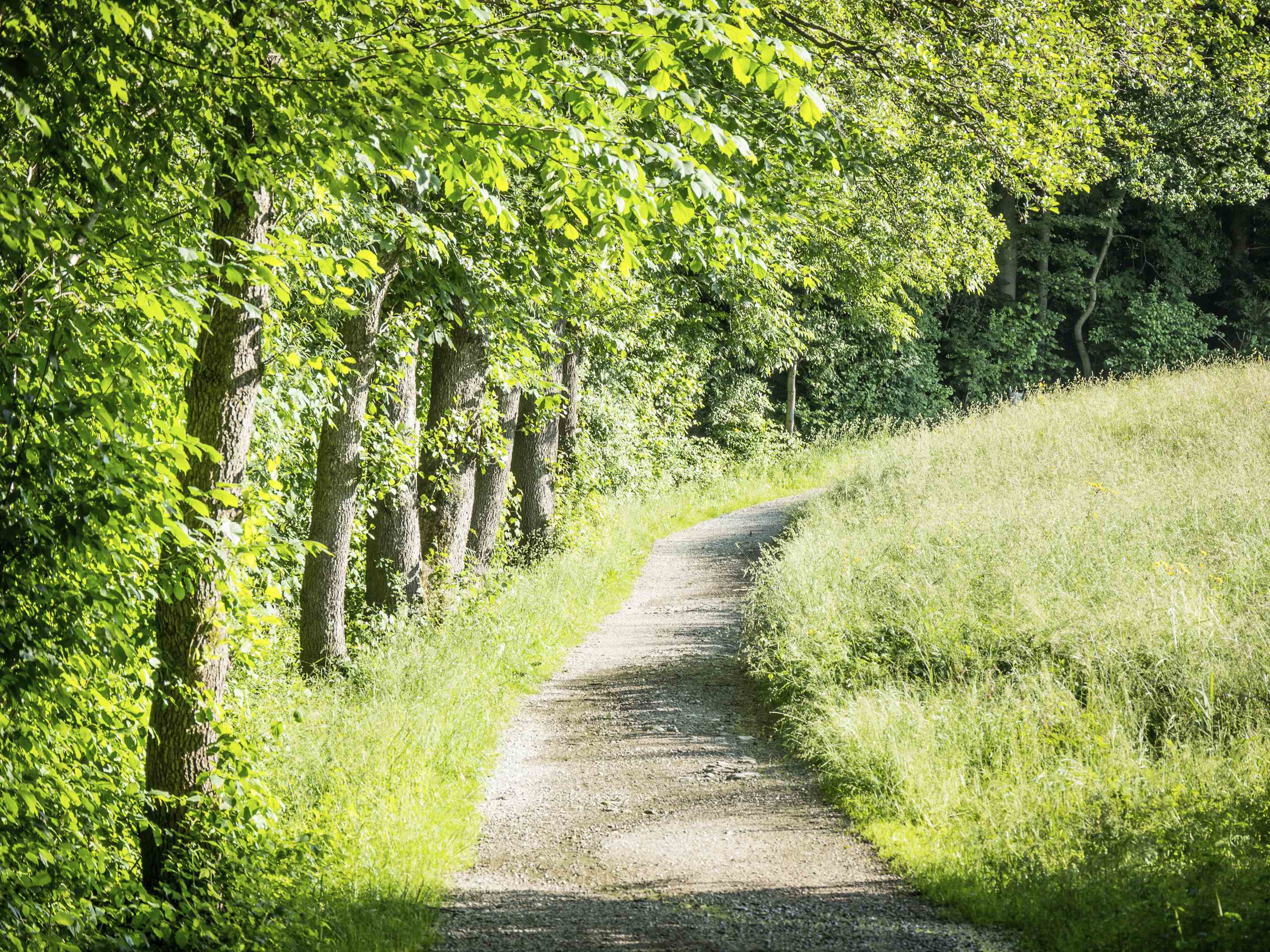 Spring Walk Path FB