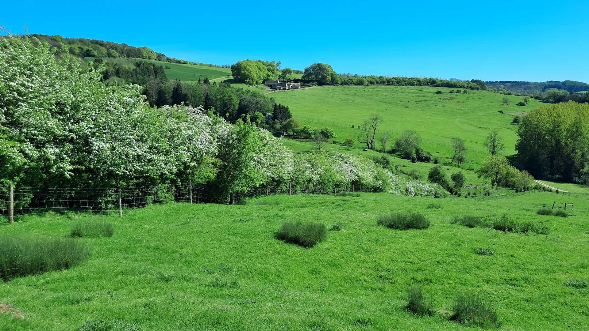 Rolling green pastures and flowering hedgerows in the Cotswolds.