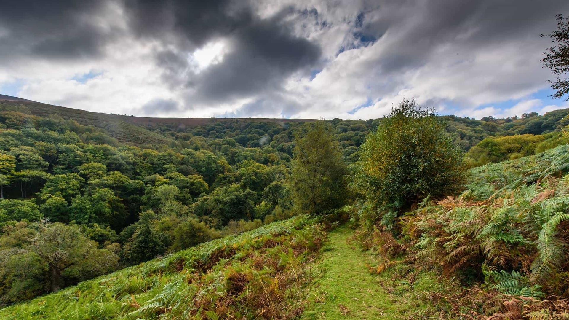 Coleridge Way through Horner Wood