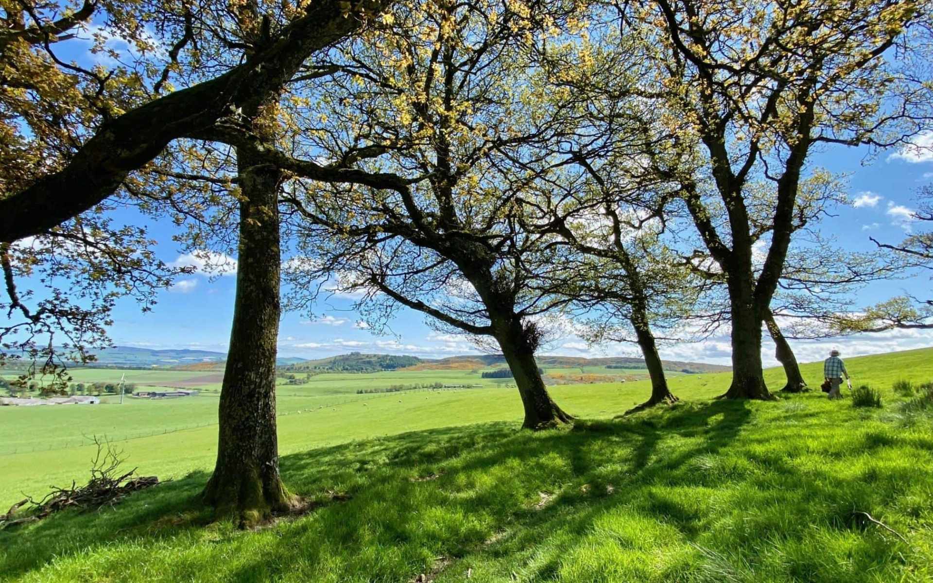 Trees on hillside on the Cateran trail