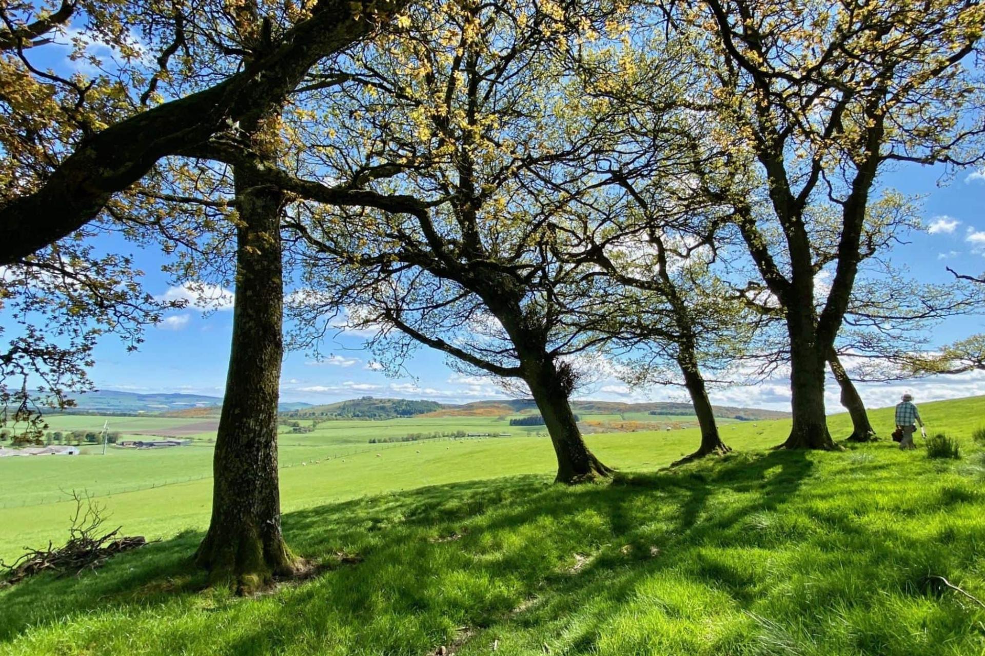 Trees on hillside on the Cateran trail