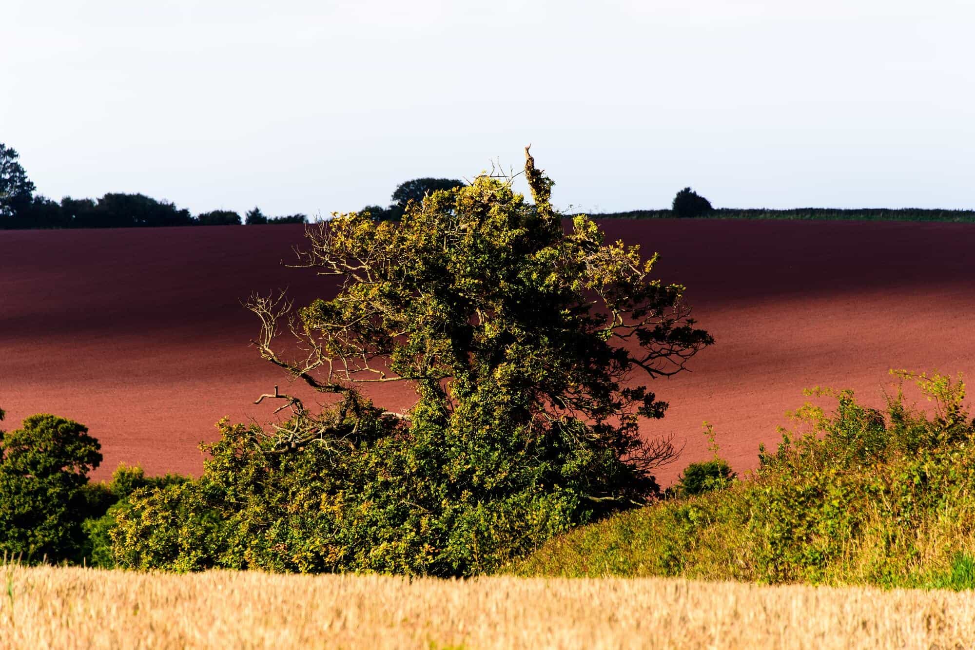 Watchet fields, walking holidays for singles England