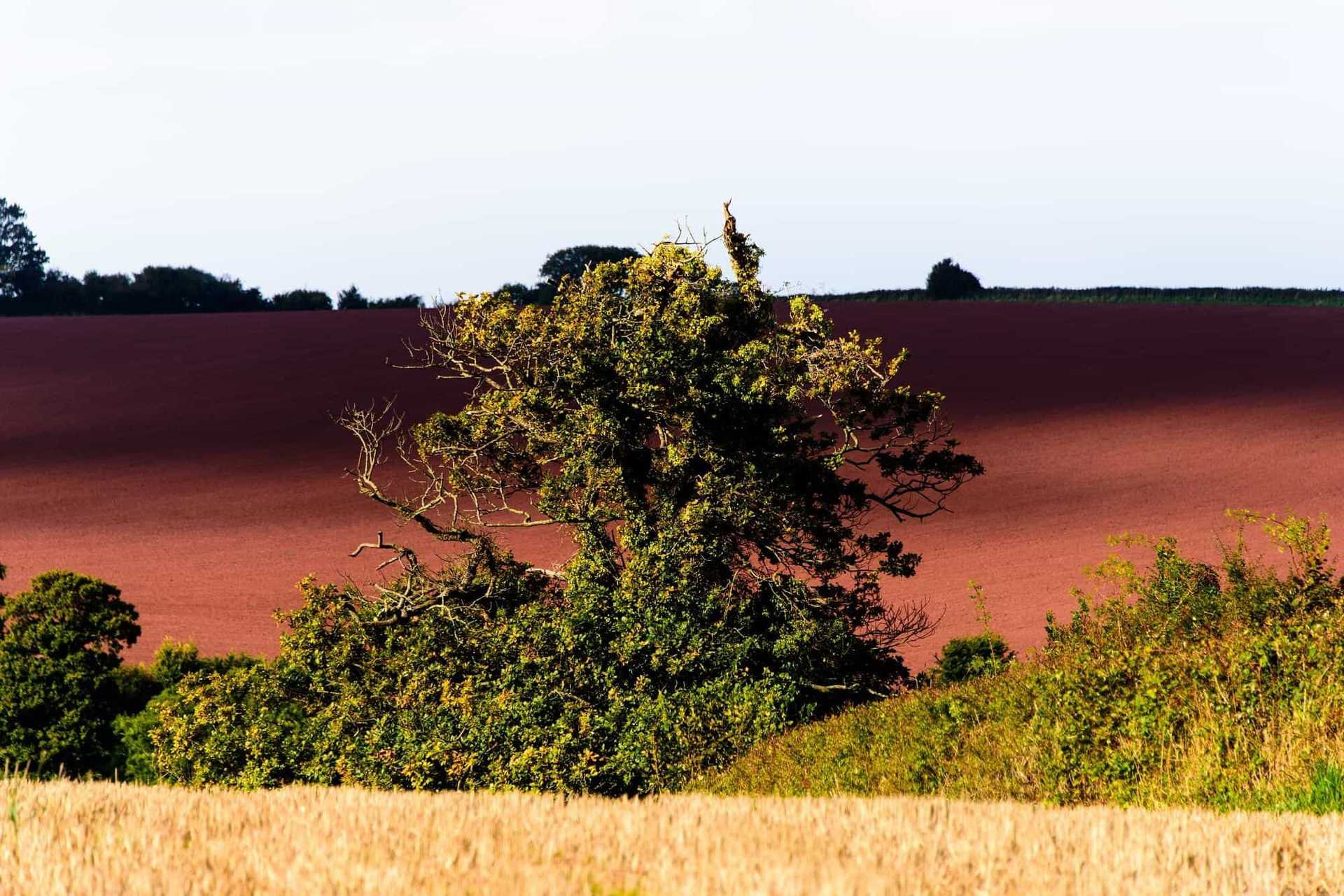 Watchet fields, walking holidays for singles England