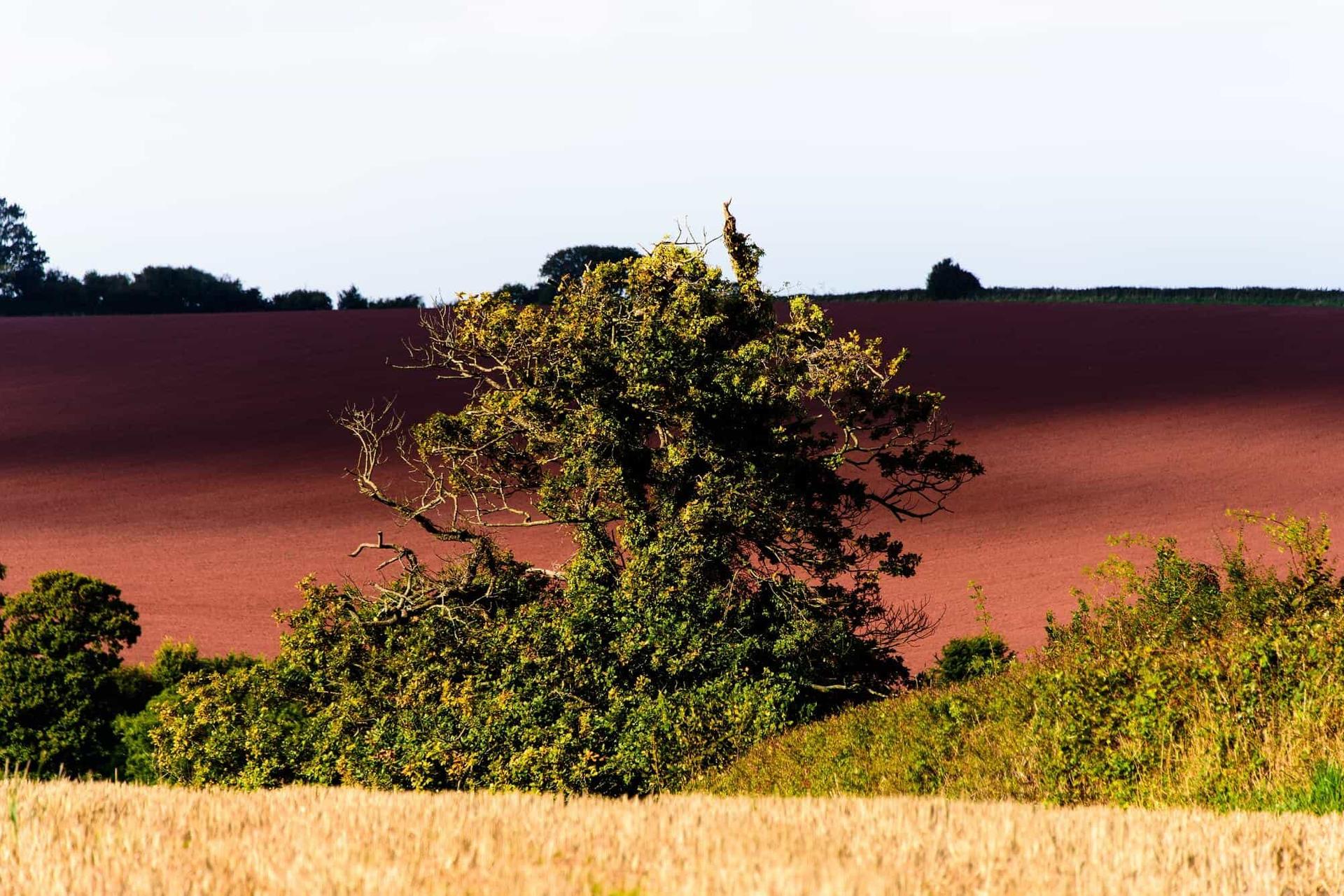 Watchet fields, walking holidays for singles England