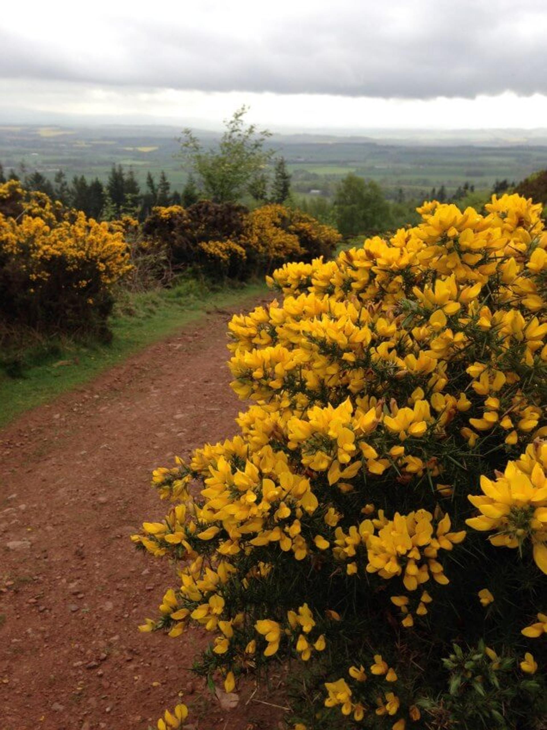 St cuthberts Way Cheviot Hills