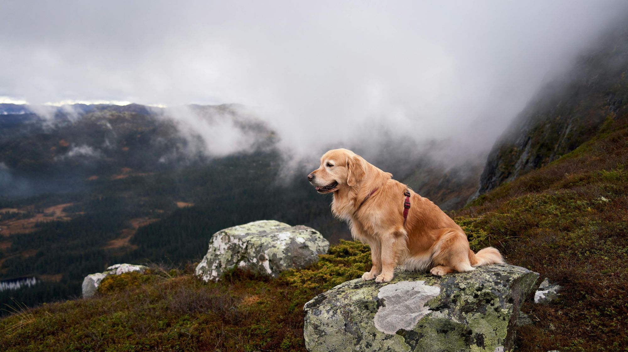 A golden retriever sits on a large rock on a misty mountainside, looking out over a valley with scattered trees and a lake.