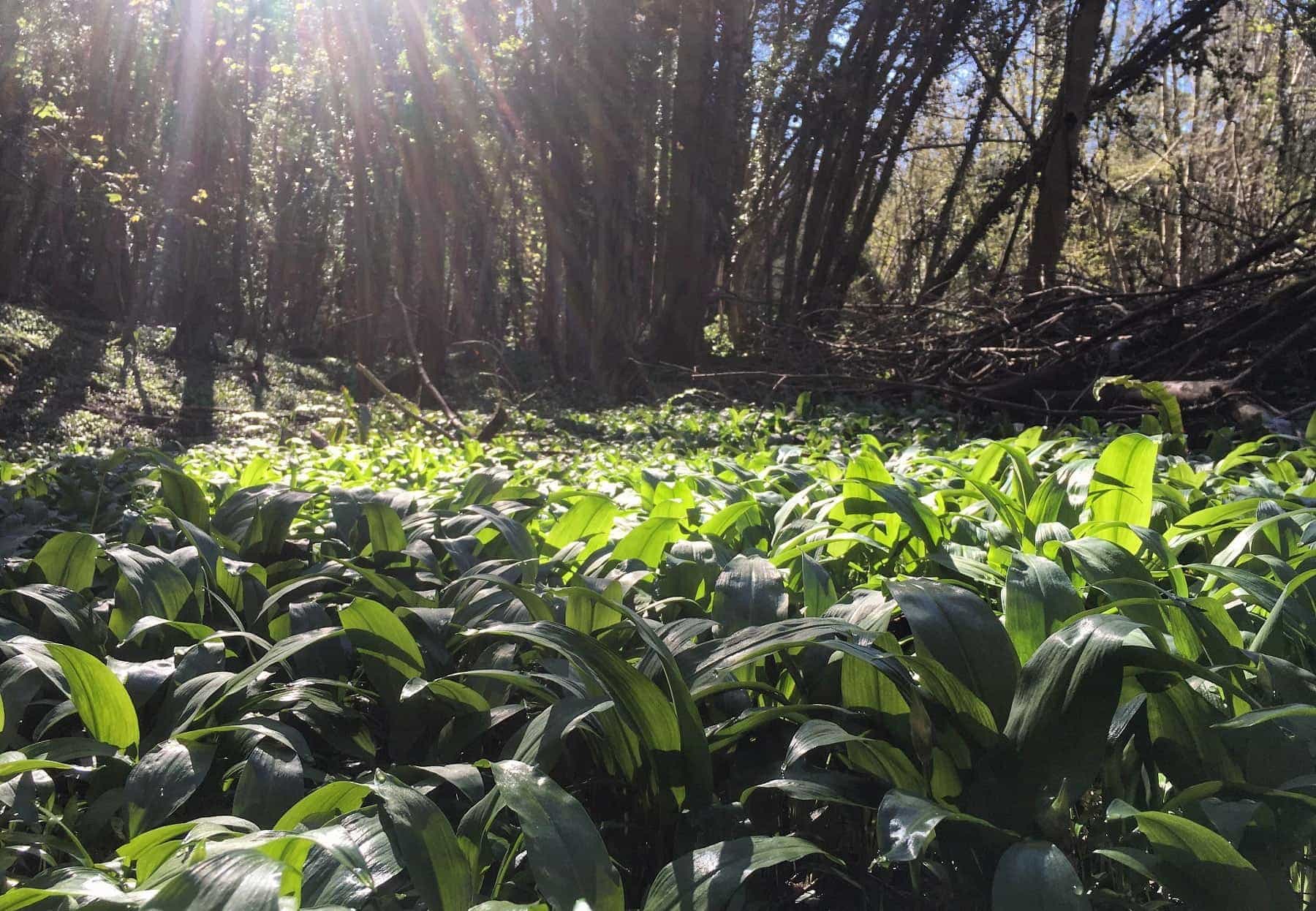 Wild Garlic Wye Valley