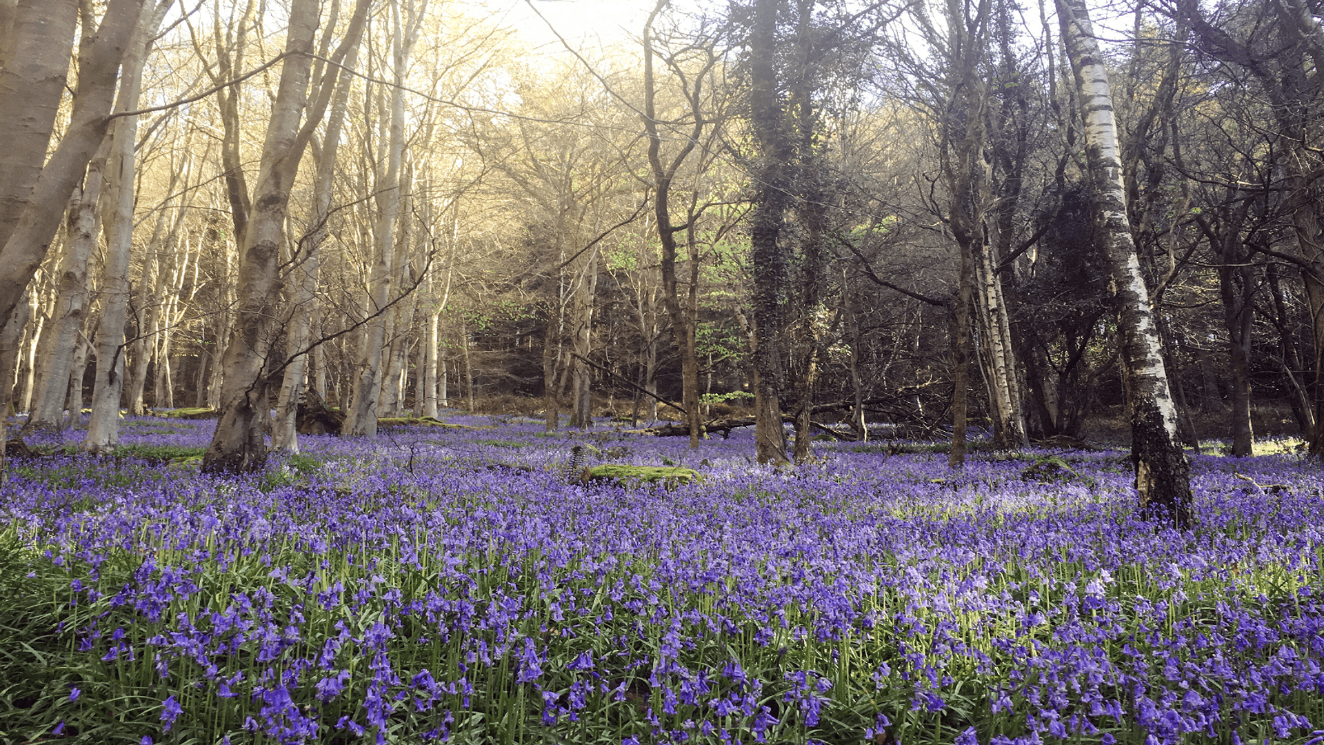 Wye Valley Woods in Spring
