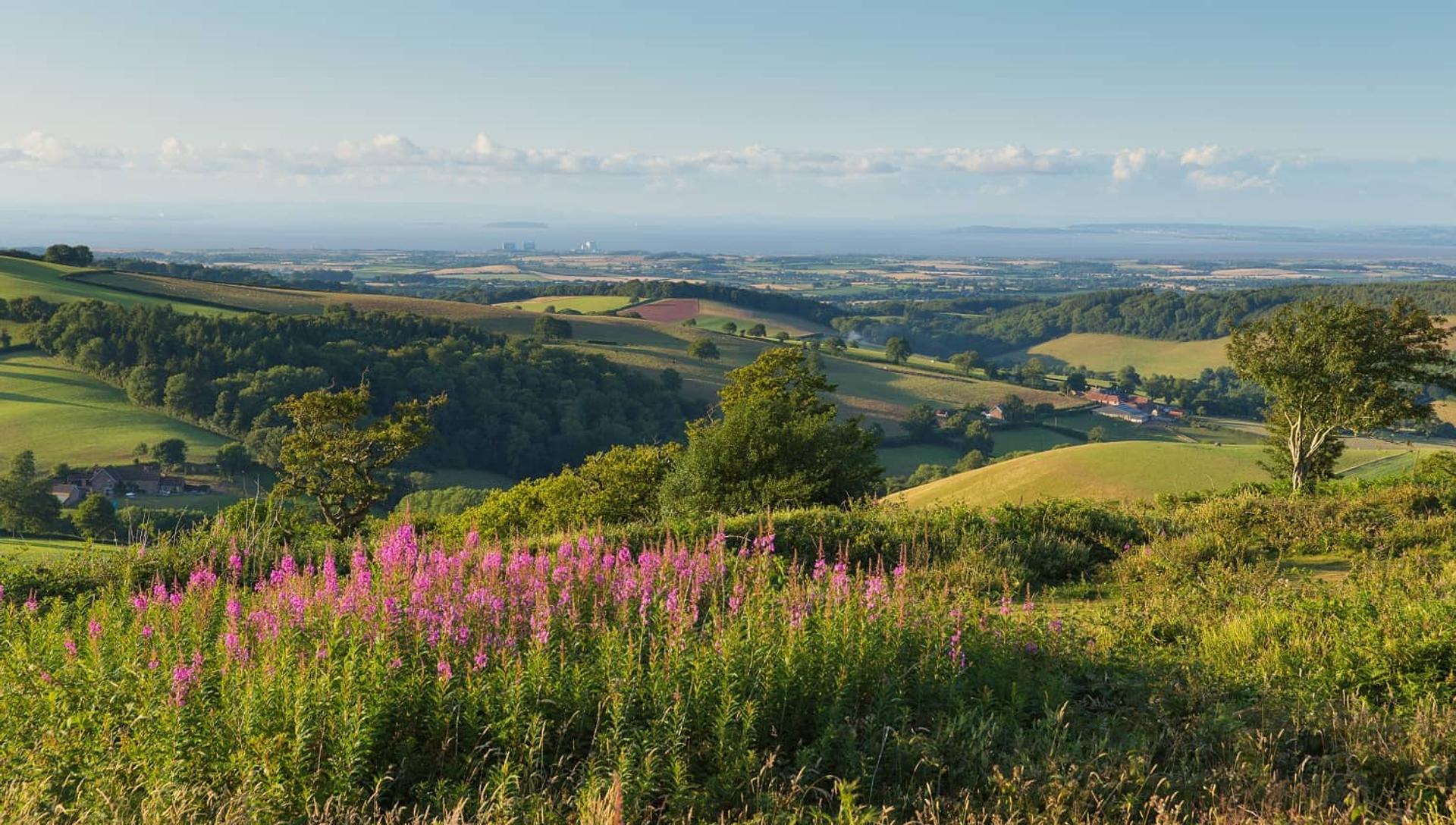 Rolling green hills of the Quantock Hills with wildflowers in the foreground and patchwork farmland stretching to the horizon